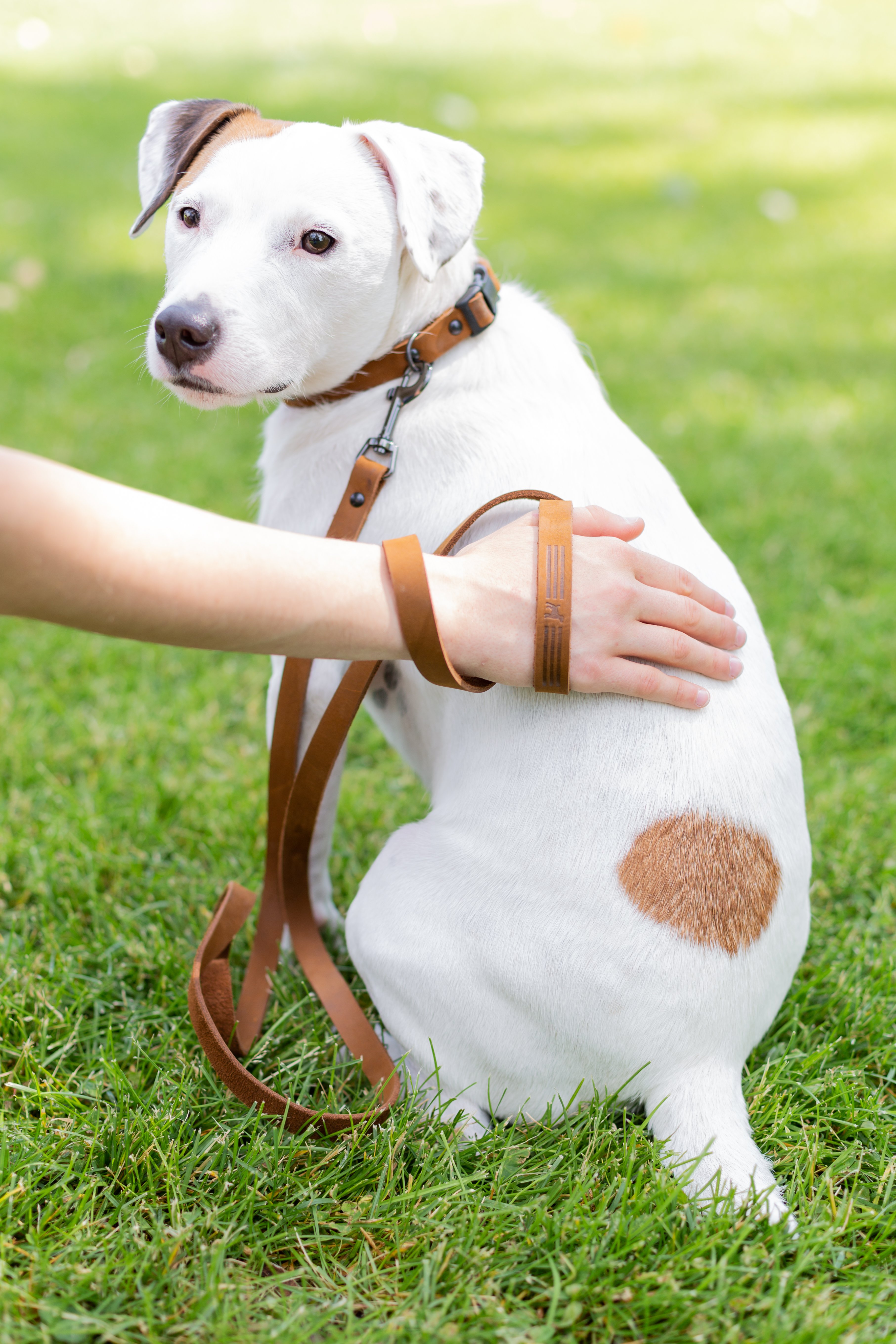 Chocolate Sport Dog Lead