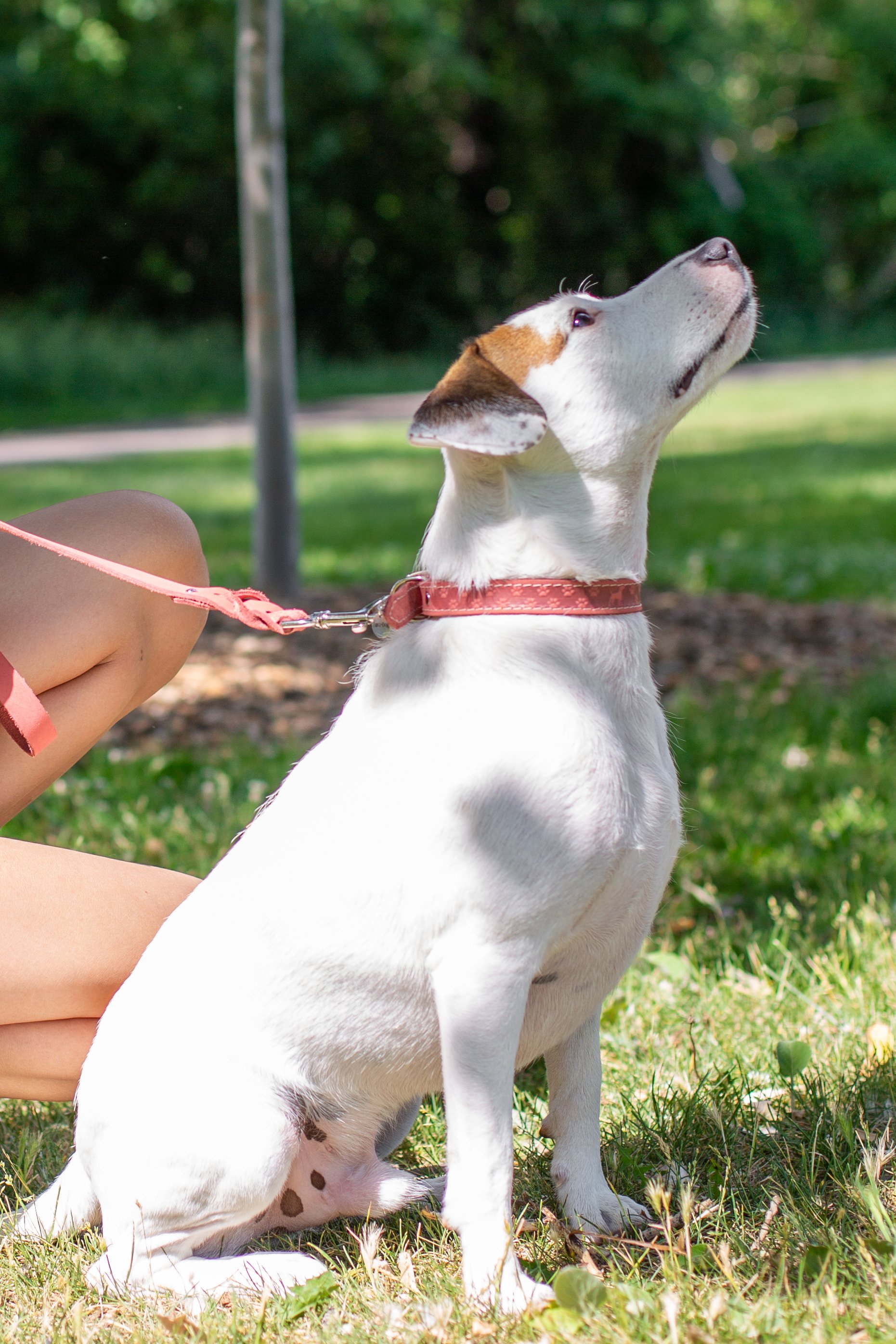 Coral Elegant Dog Lead (Braided)