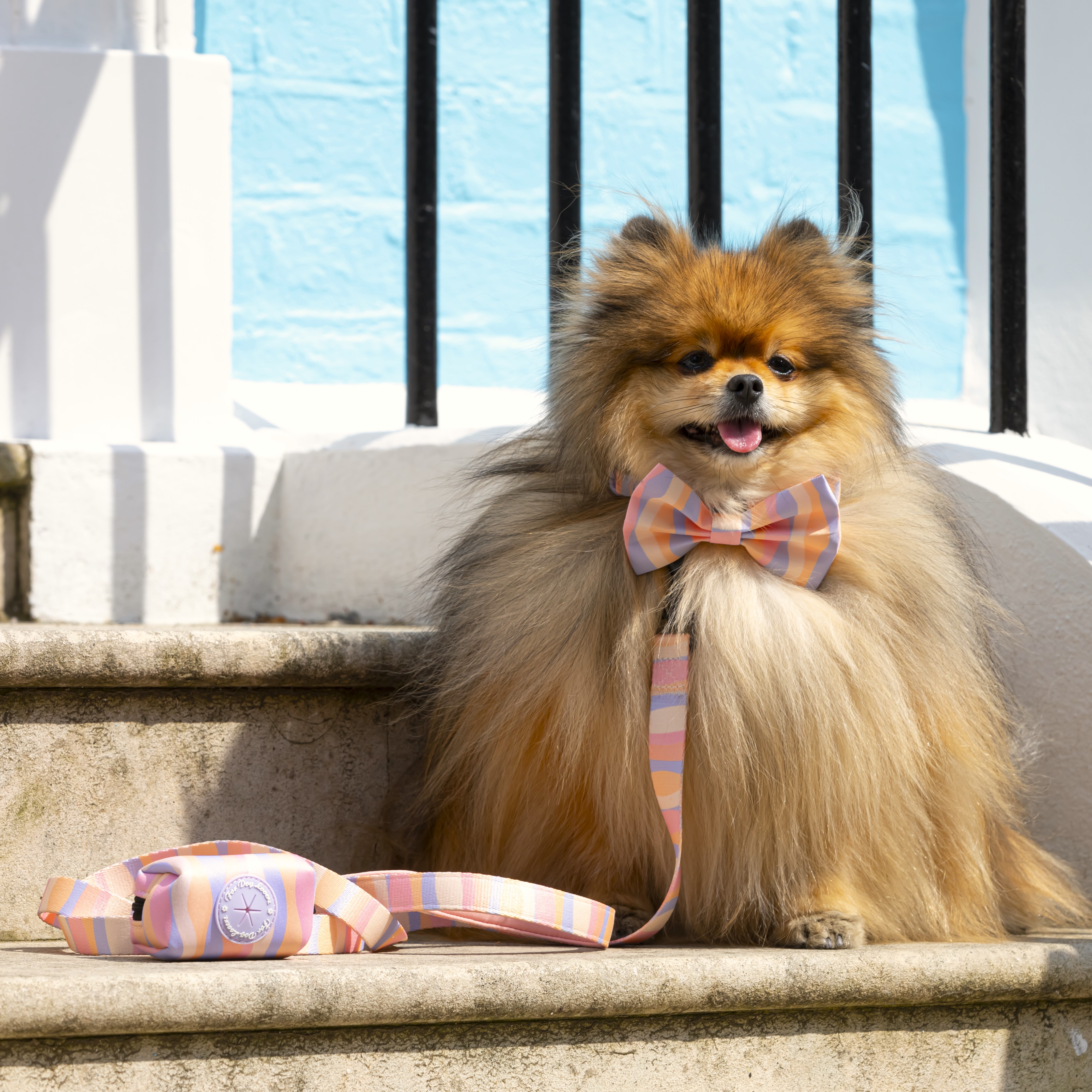 Dog Bow Tie - Chase Away The Blues