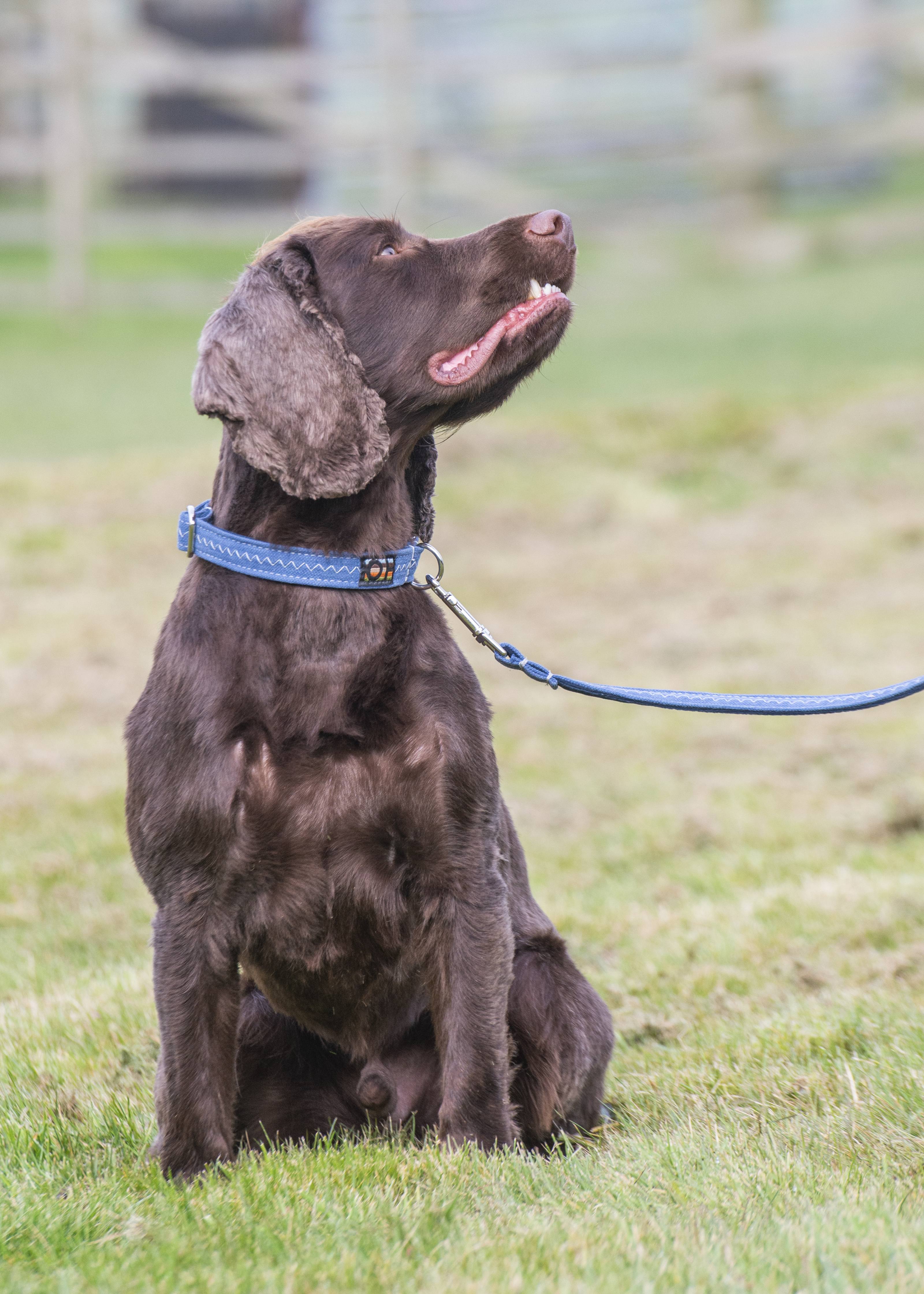 Dog Collars - Eco SoftFit Range