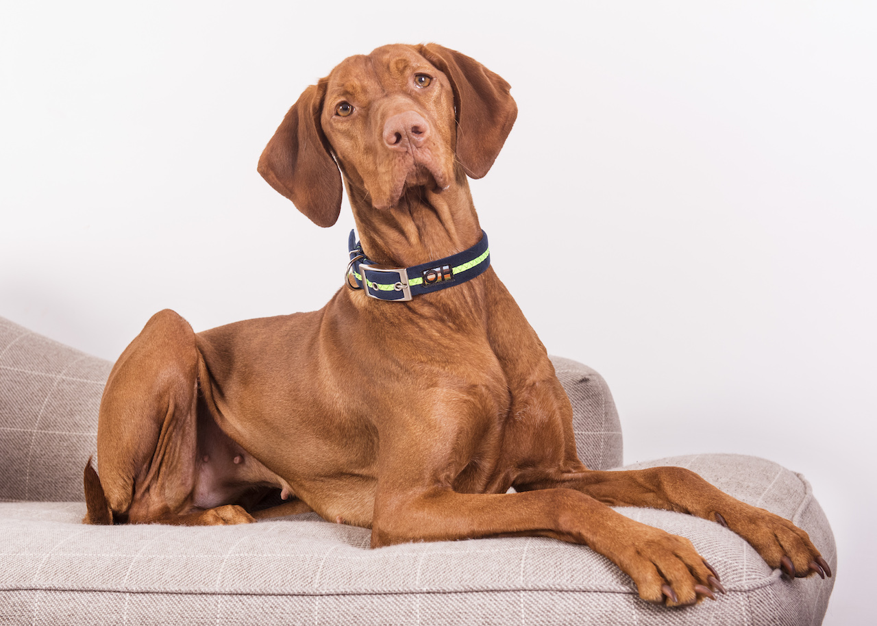 Dog Collars - Neon Range