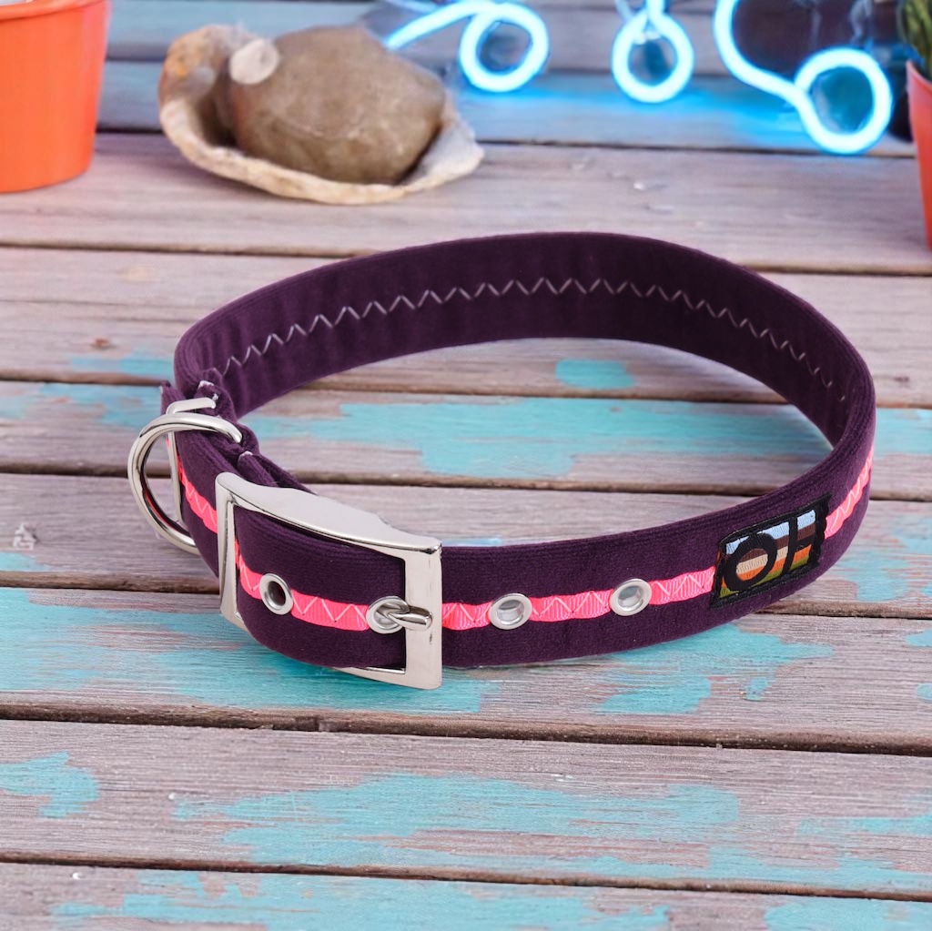 Dog Collars - Neon Range