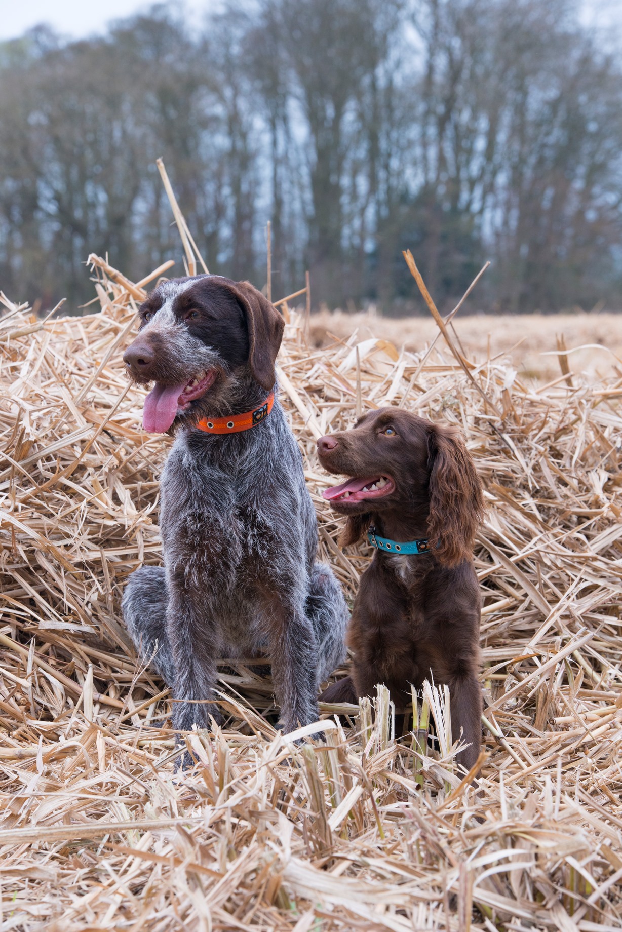 Dog Collars - Signature Range