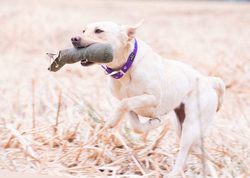 Dog Collars - Signature Range