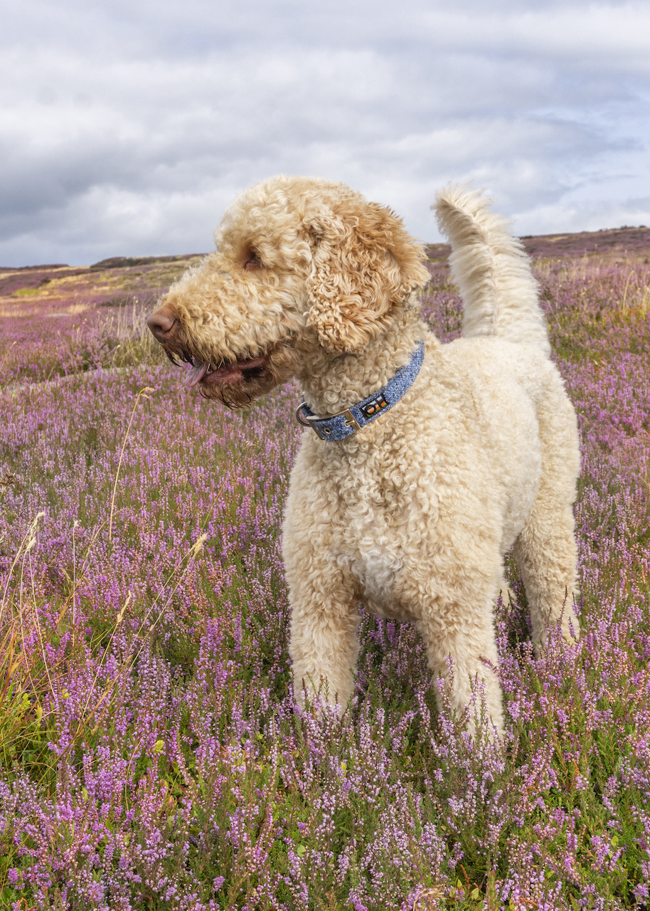 Dog Collars - Tweed Range