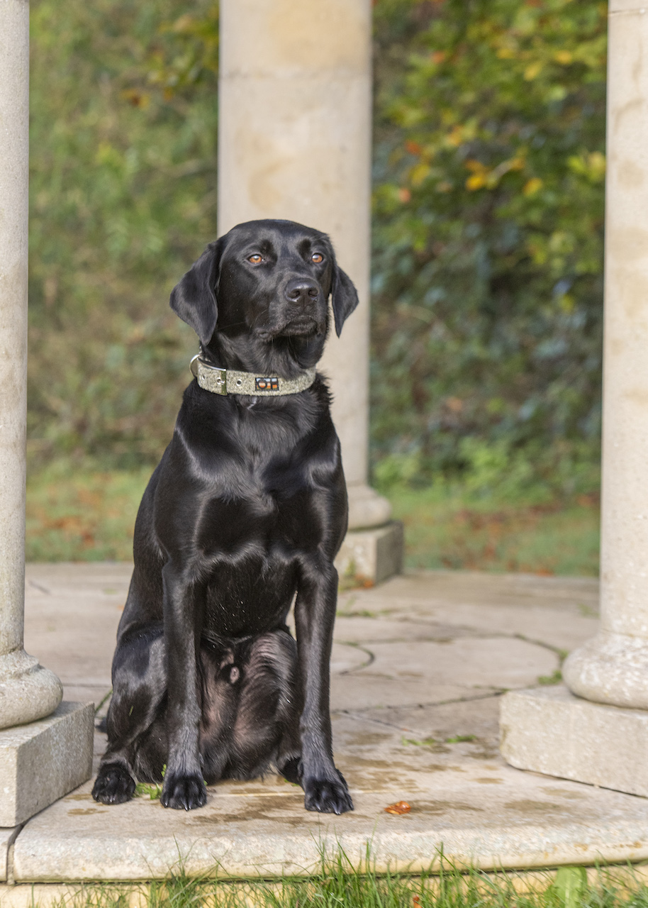 Dog Collars - Tweed Range
