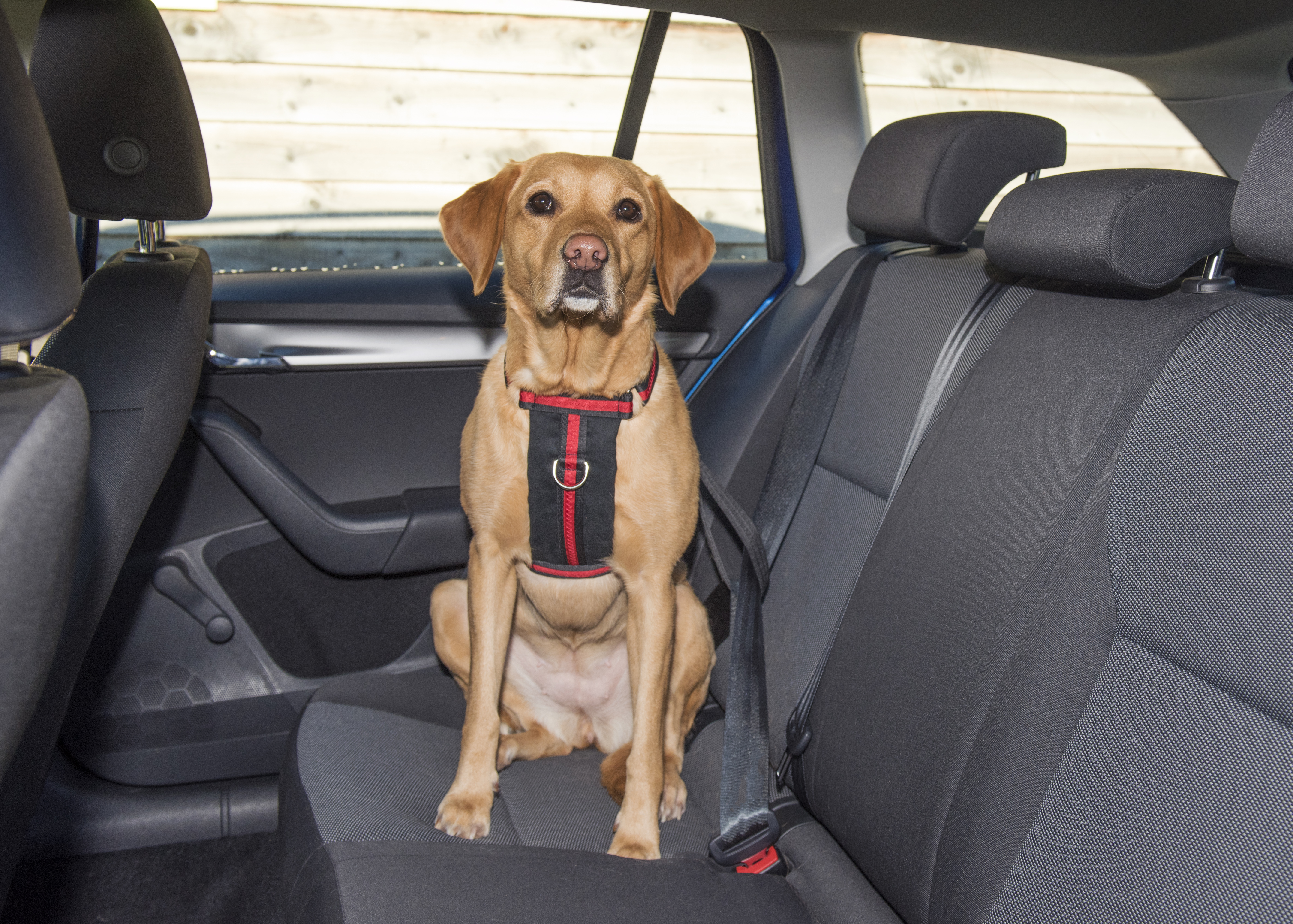 Dog Harnesses - Signature Range