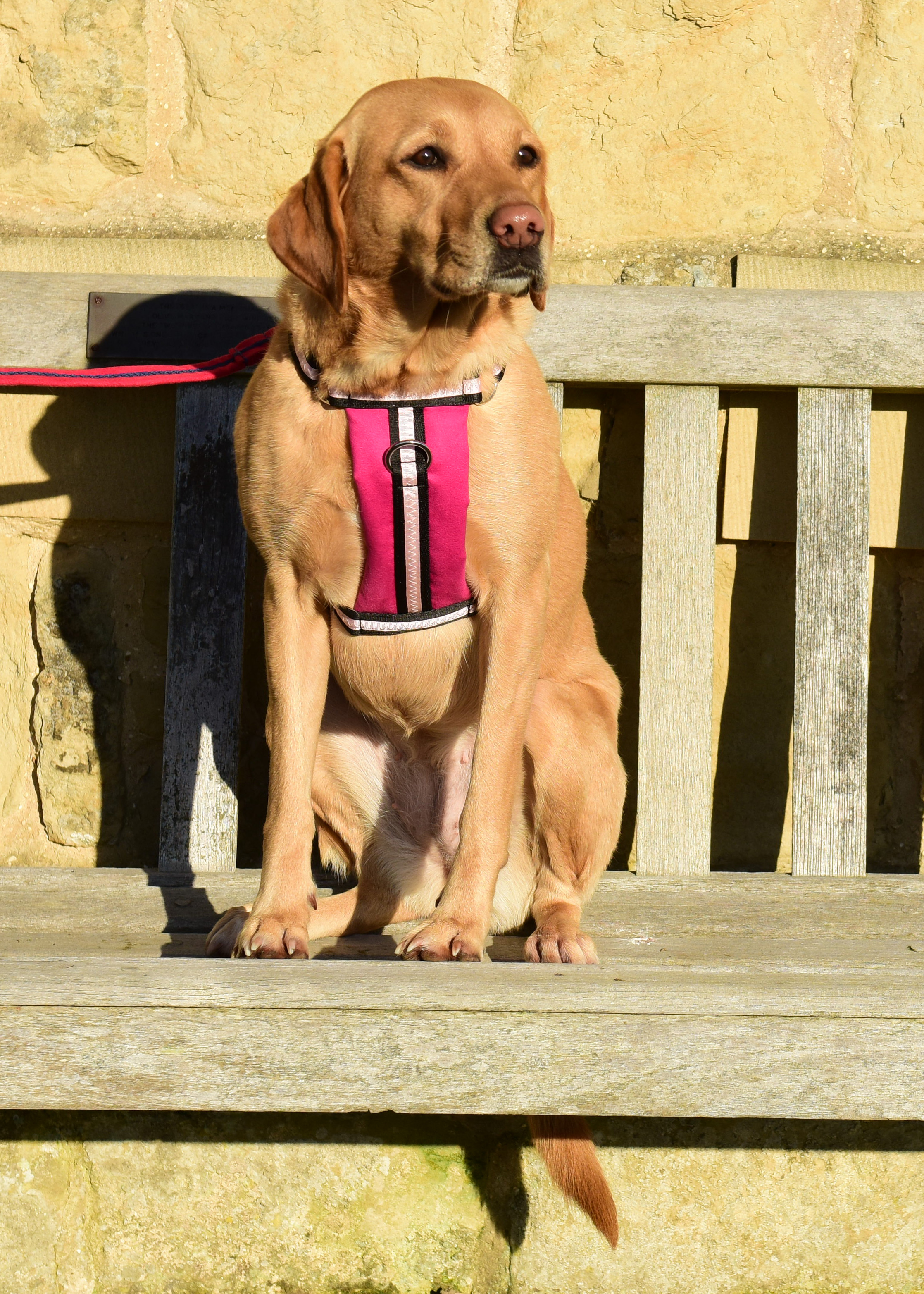 Dog Harnesses - Signature Range