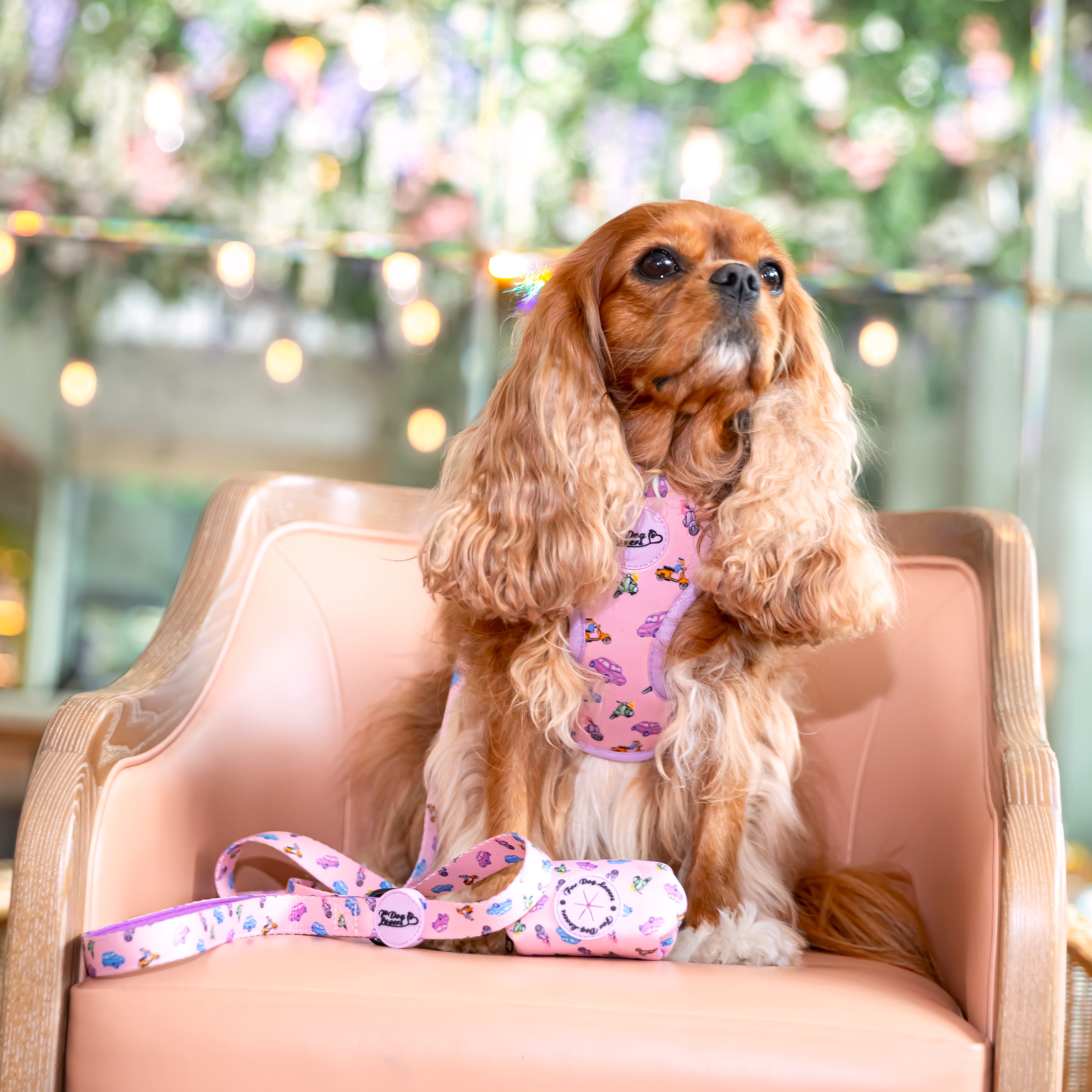 Dog Lead La Dolce Vita
