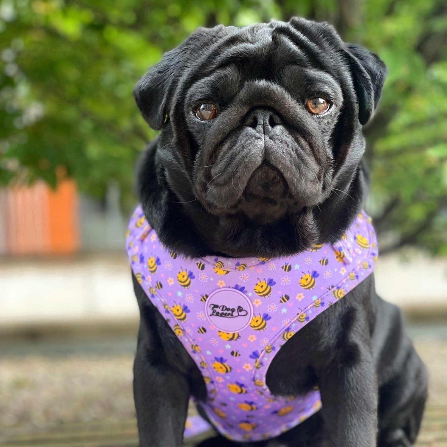 Don't Worry Bee Happy Bundle