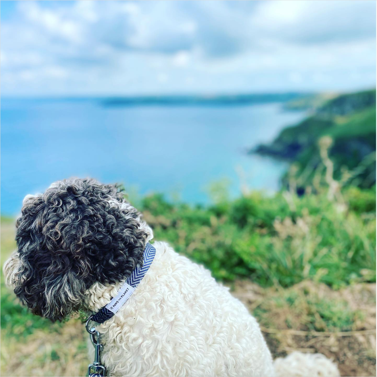 Eco Dog Lead made with Recycled Webbing
