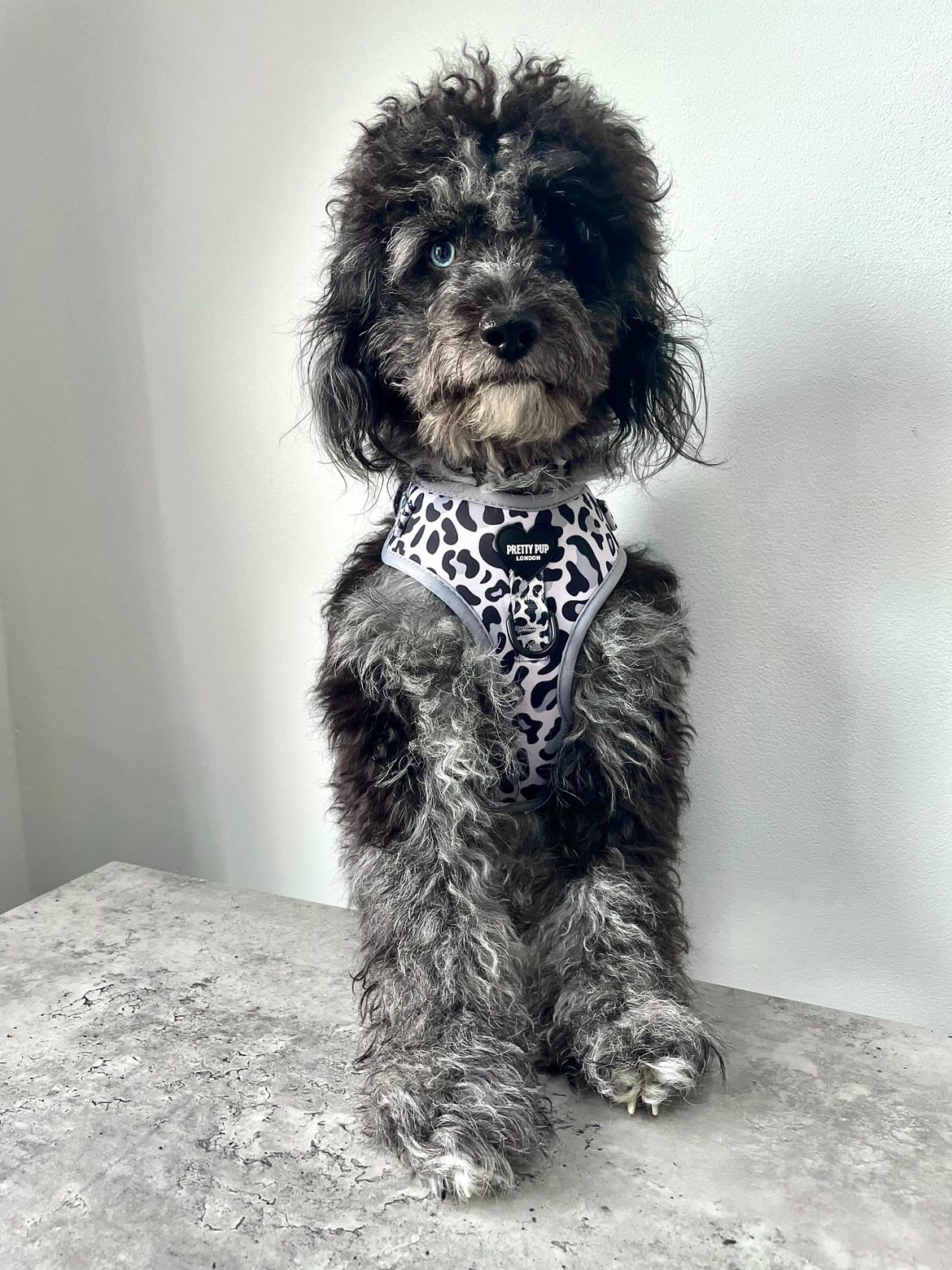 Grey Leopard Adjustable Dog Harness