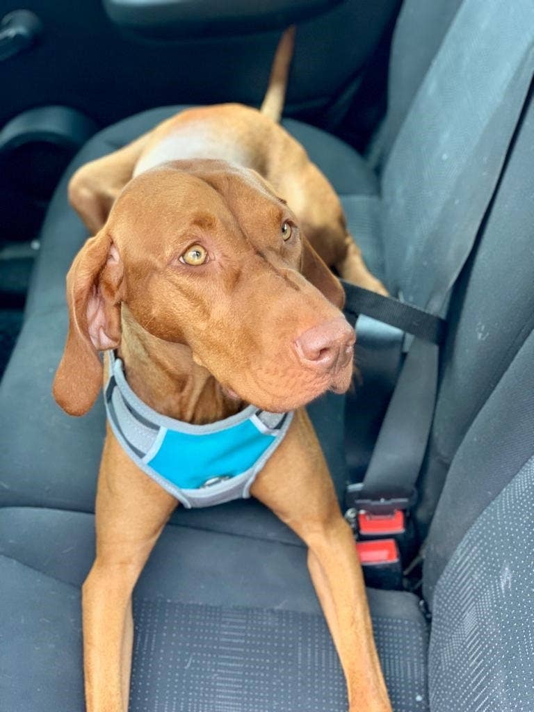 Henry Wag Dog Travel Harness