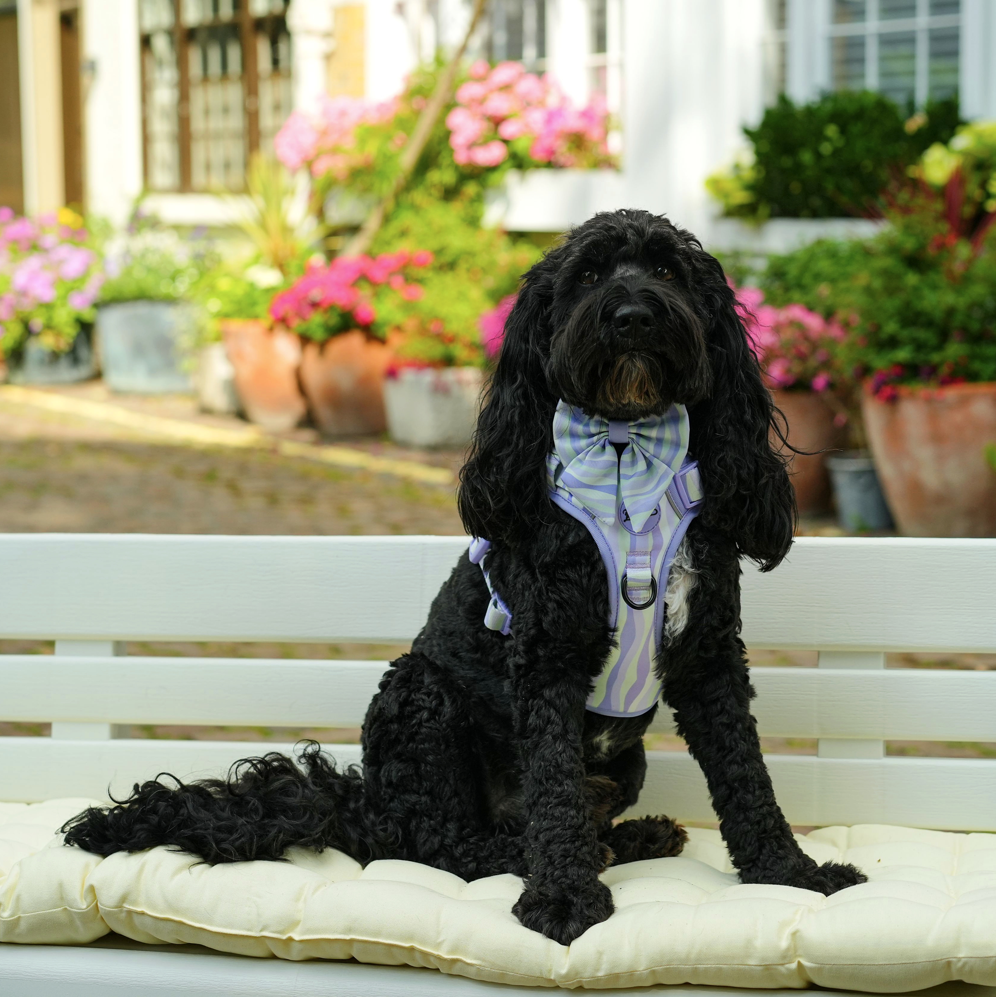 Lavender Hill Dog Walking Five Piece Set
