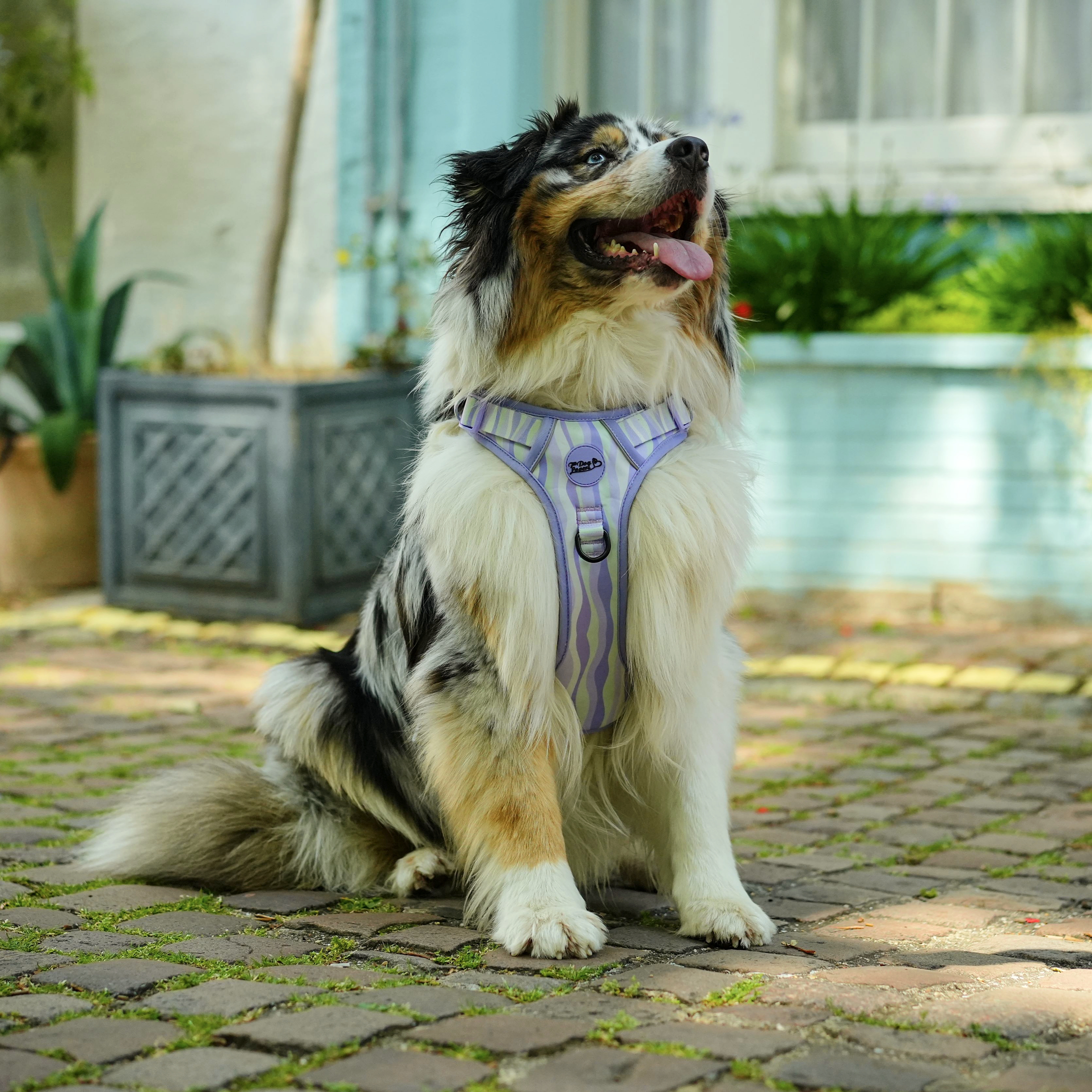 Lavender Hill Dog Walking Five Piece Set