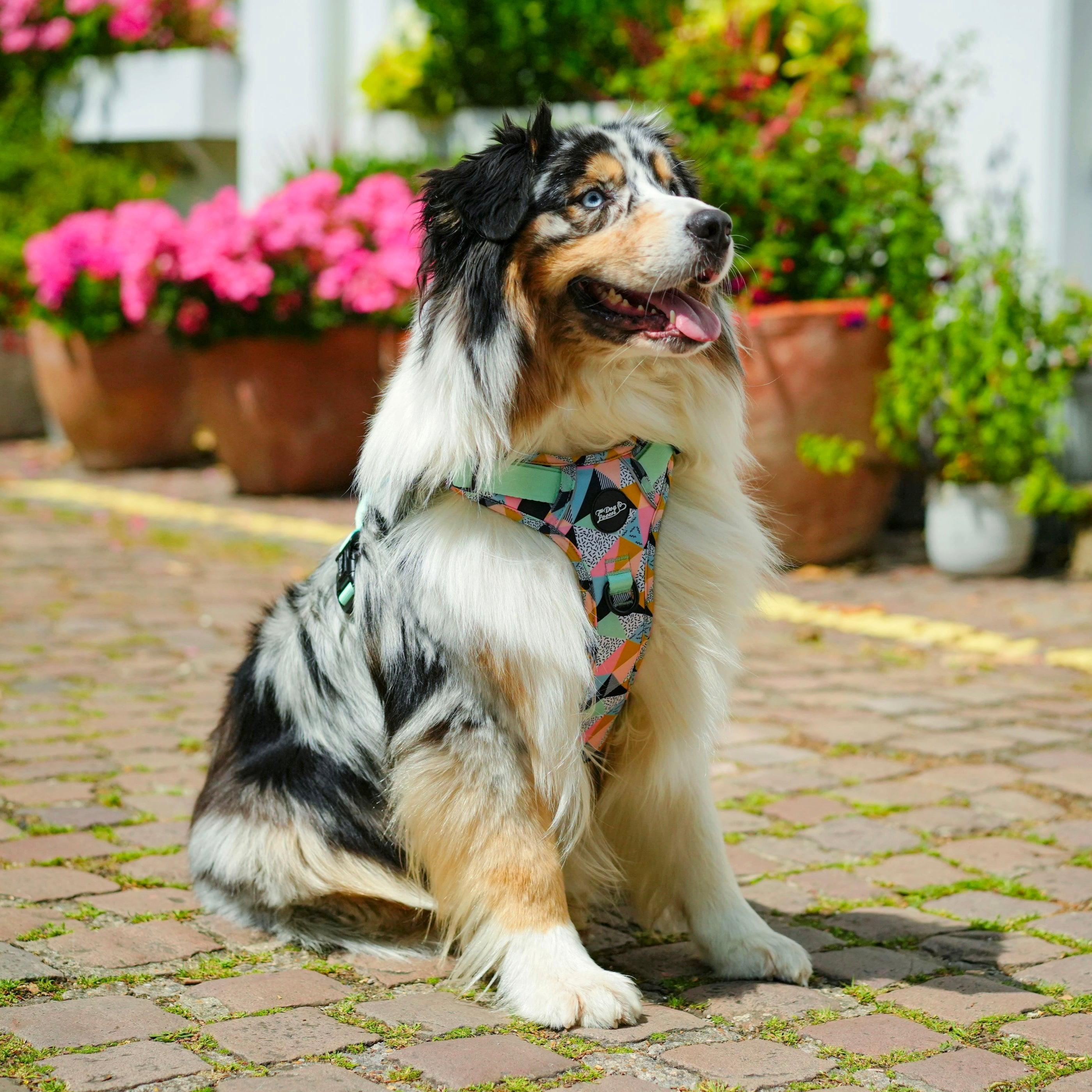 Mykonos Limited Edition Dog Walking Five Piece Set