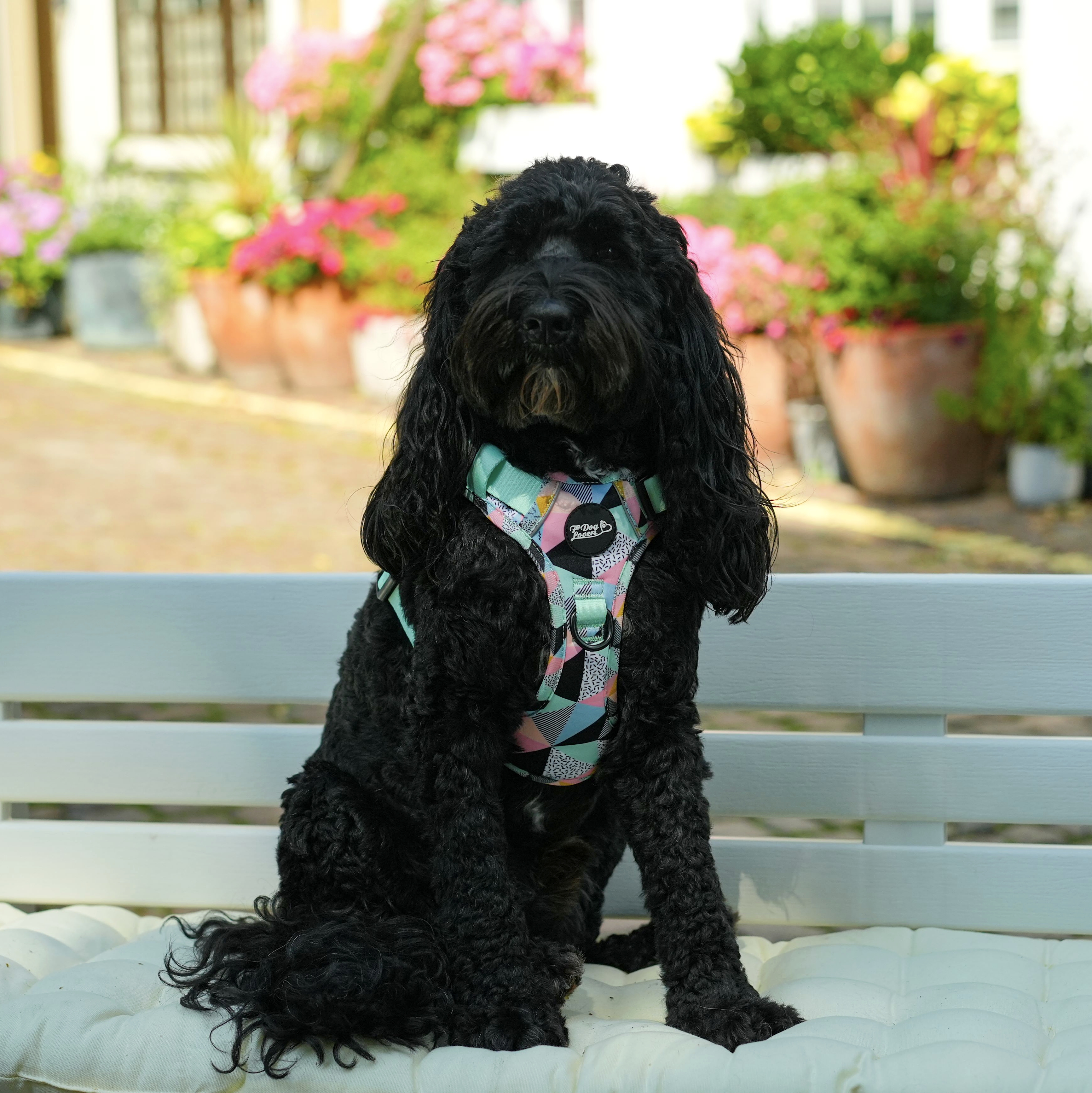 Mykonos Limited Edition Dog Walking Five Piece Set