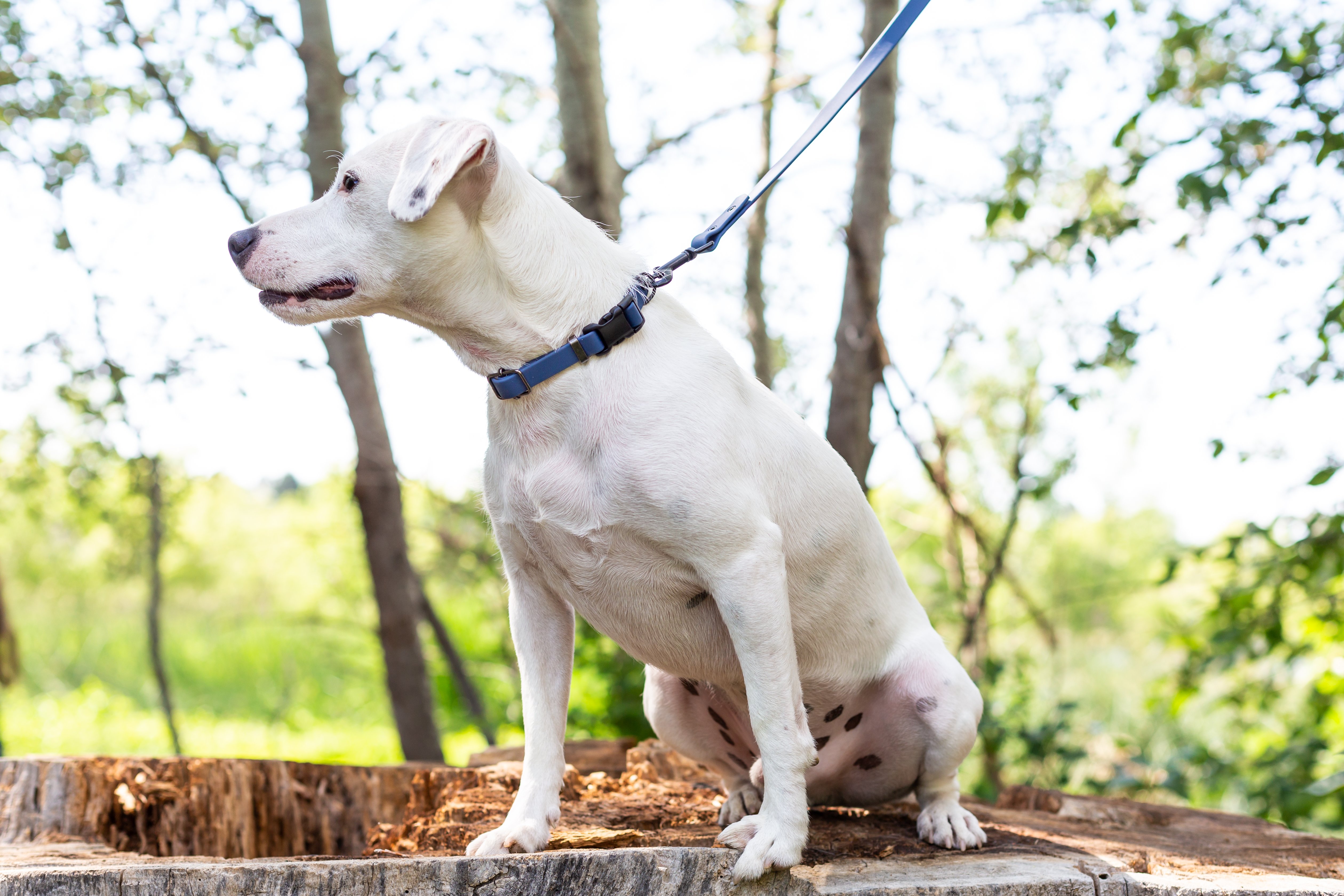 Navy Waterproof Dog Collar