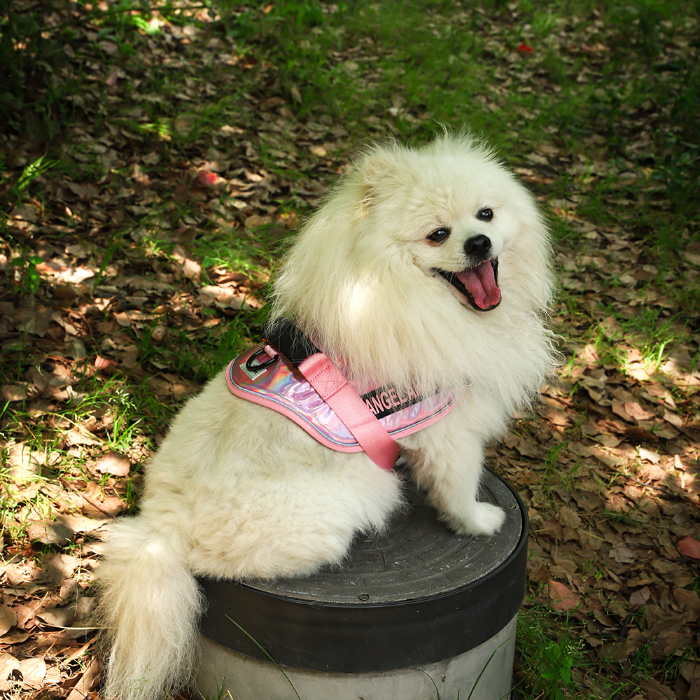 No-Pull Dog Harness - Angel