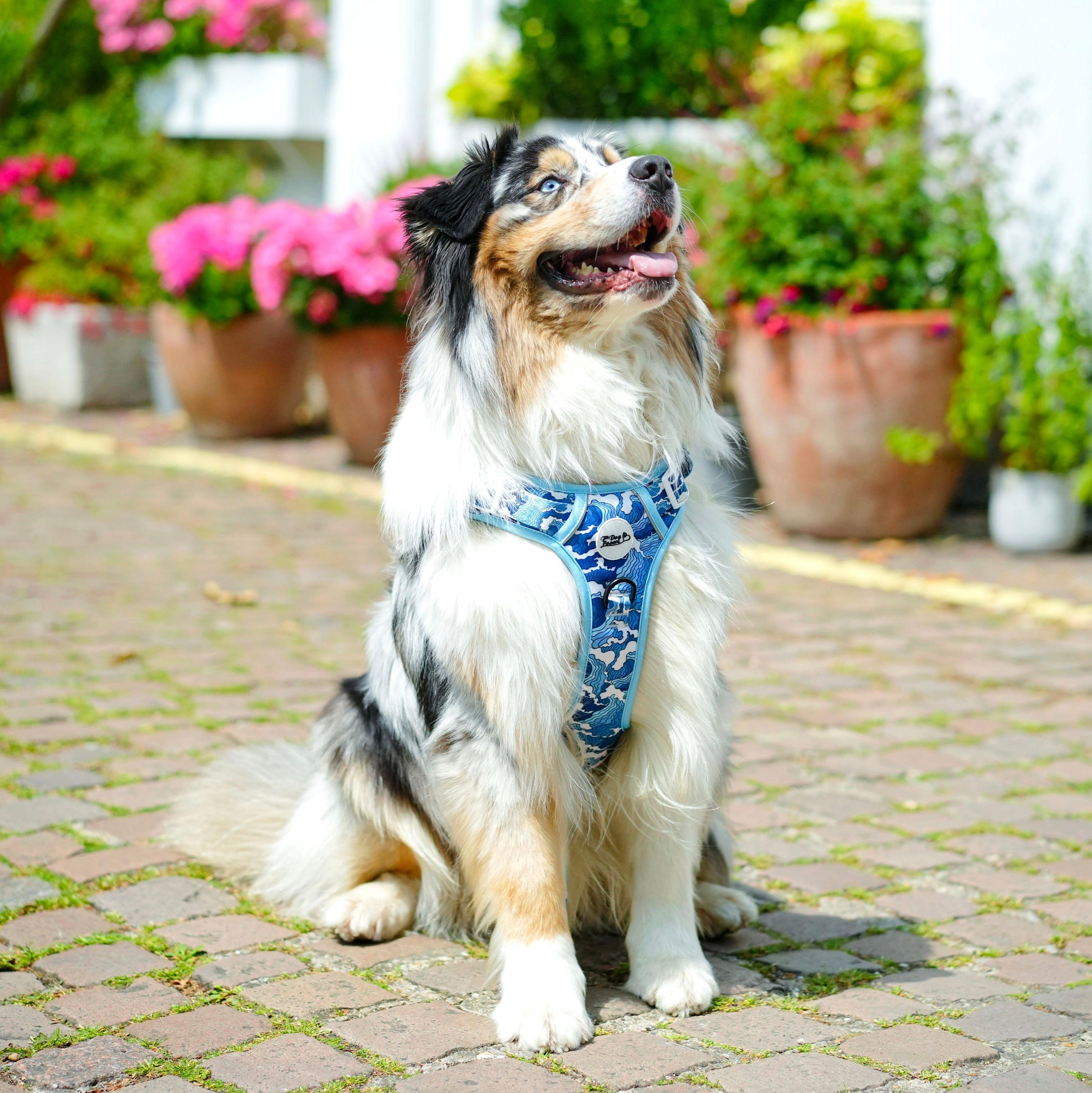 Ocean Adventures Limited Edition Dog Walking Five Piece Set