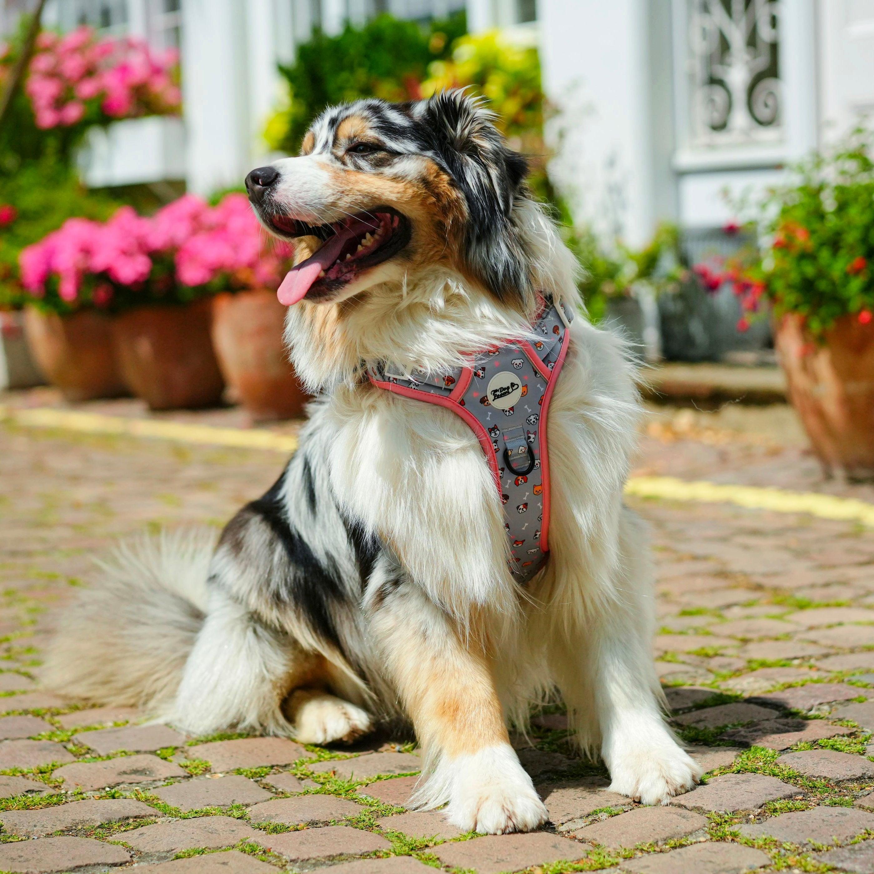 Oh My Pup Limited Edition Dog Walking Five Piece Set