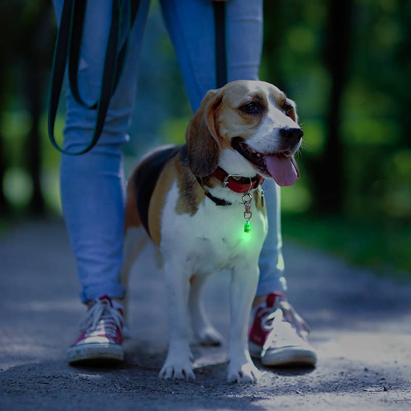Pet Blinkers™ Small Breed Pet Safety Light - 20 pc. display