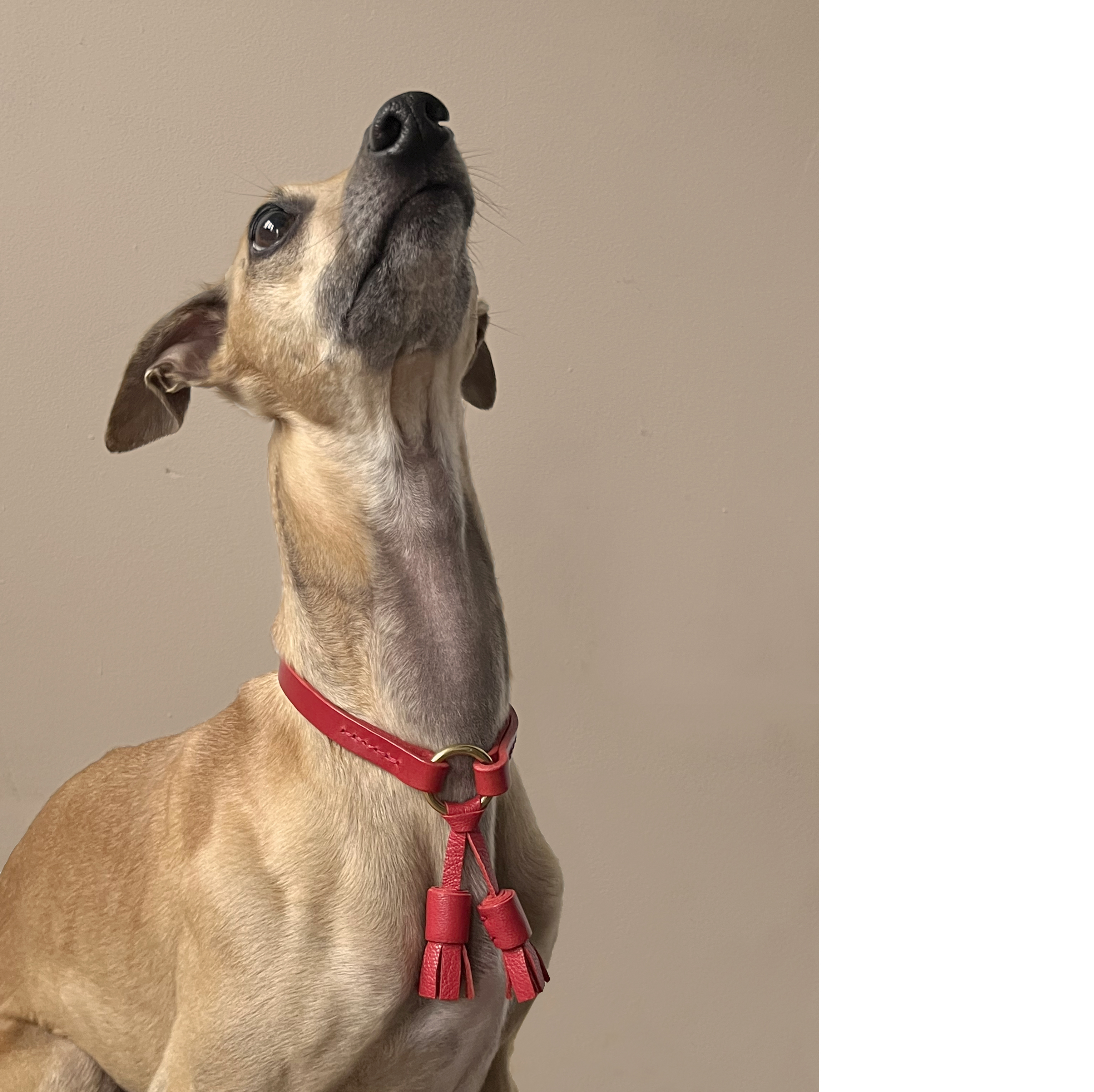 Red Leather 'Moccasin tassel' house collar