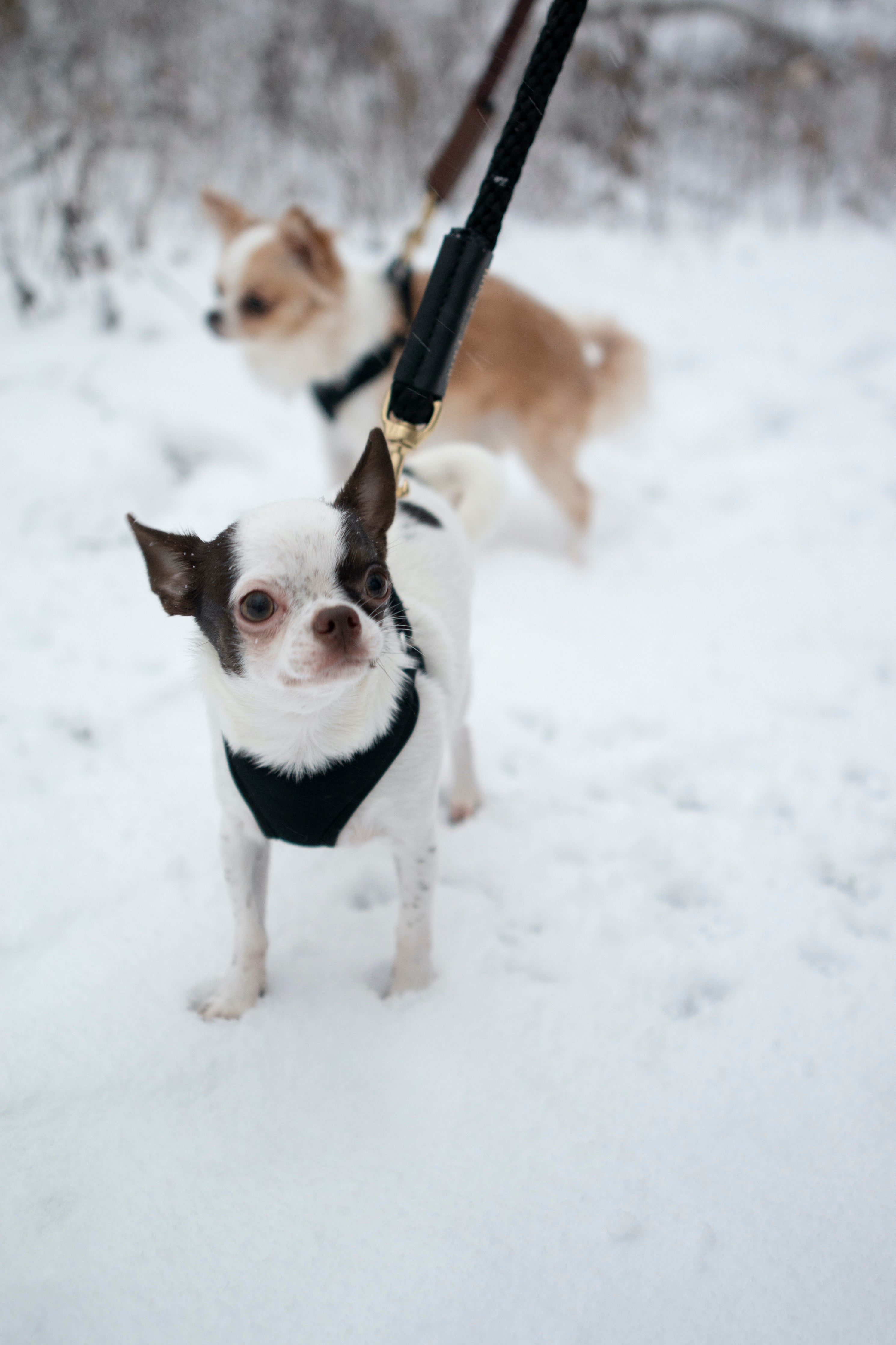 Rope Leash for Dogs (Standalone)