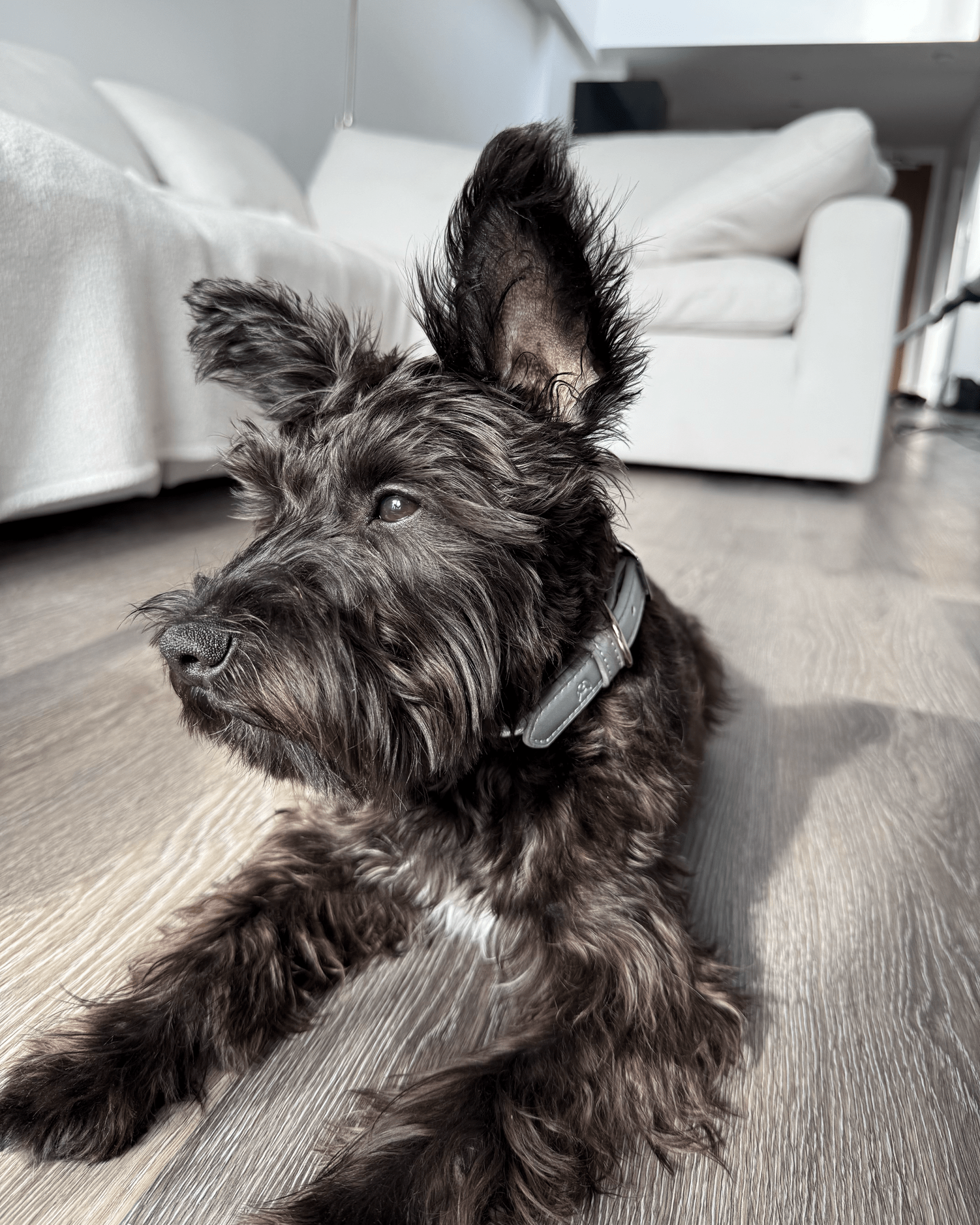 Shine Metallic Leather Collar