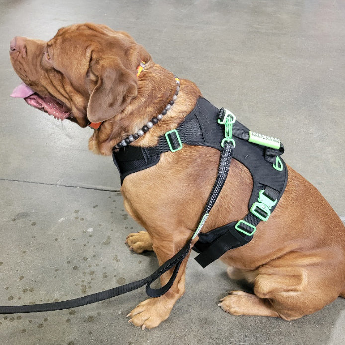 SUPREME SPORT Harness and STRAP LEASH Bundle