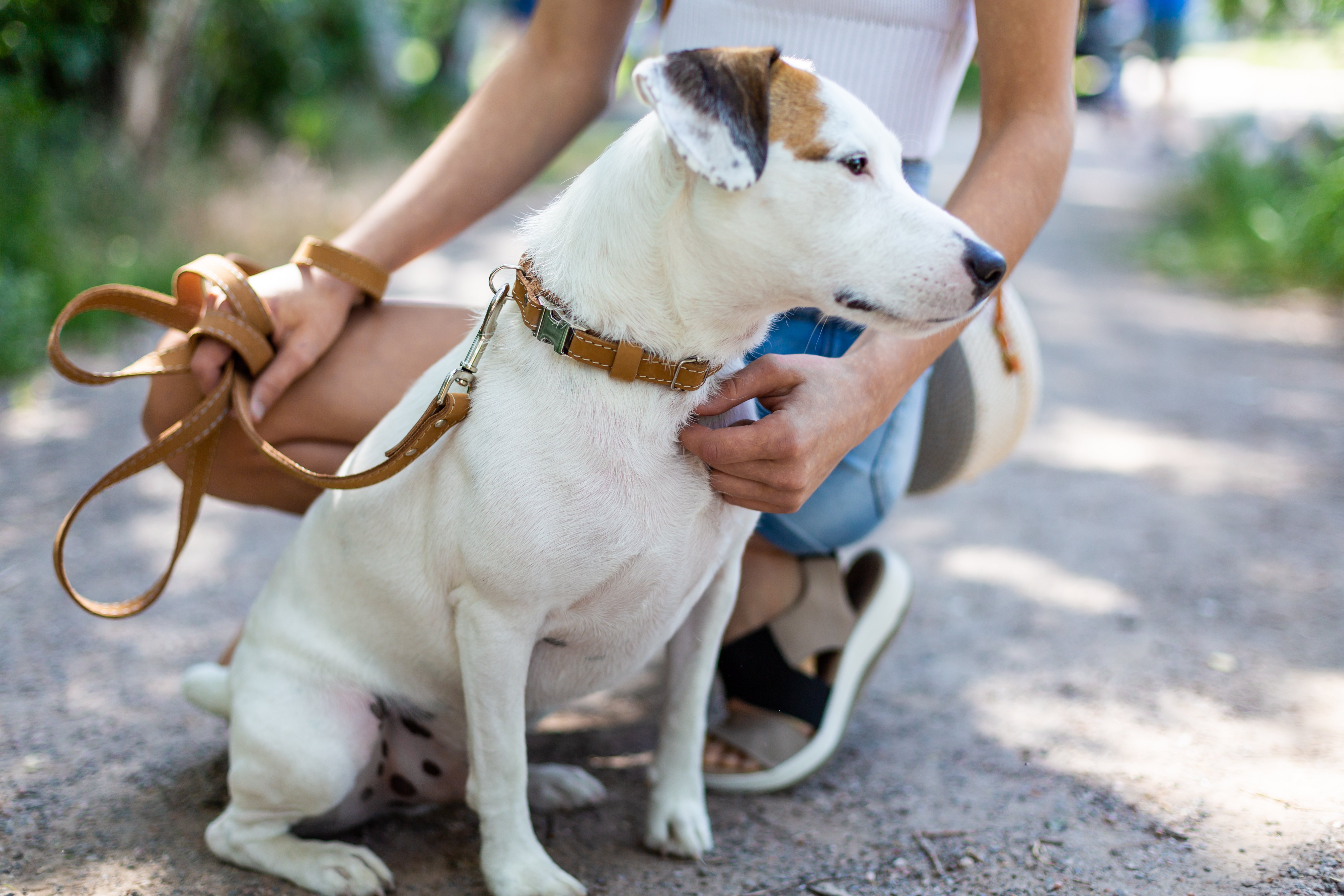 Tan Traditional Dog Lead