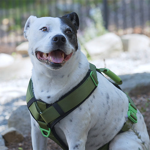 ULTIMATE URBAN Harness and STRAP LEASH Bundle