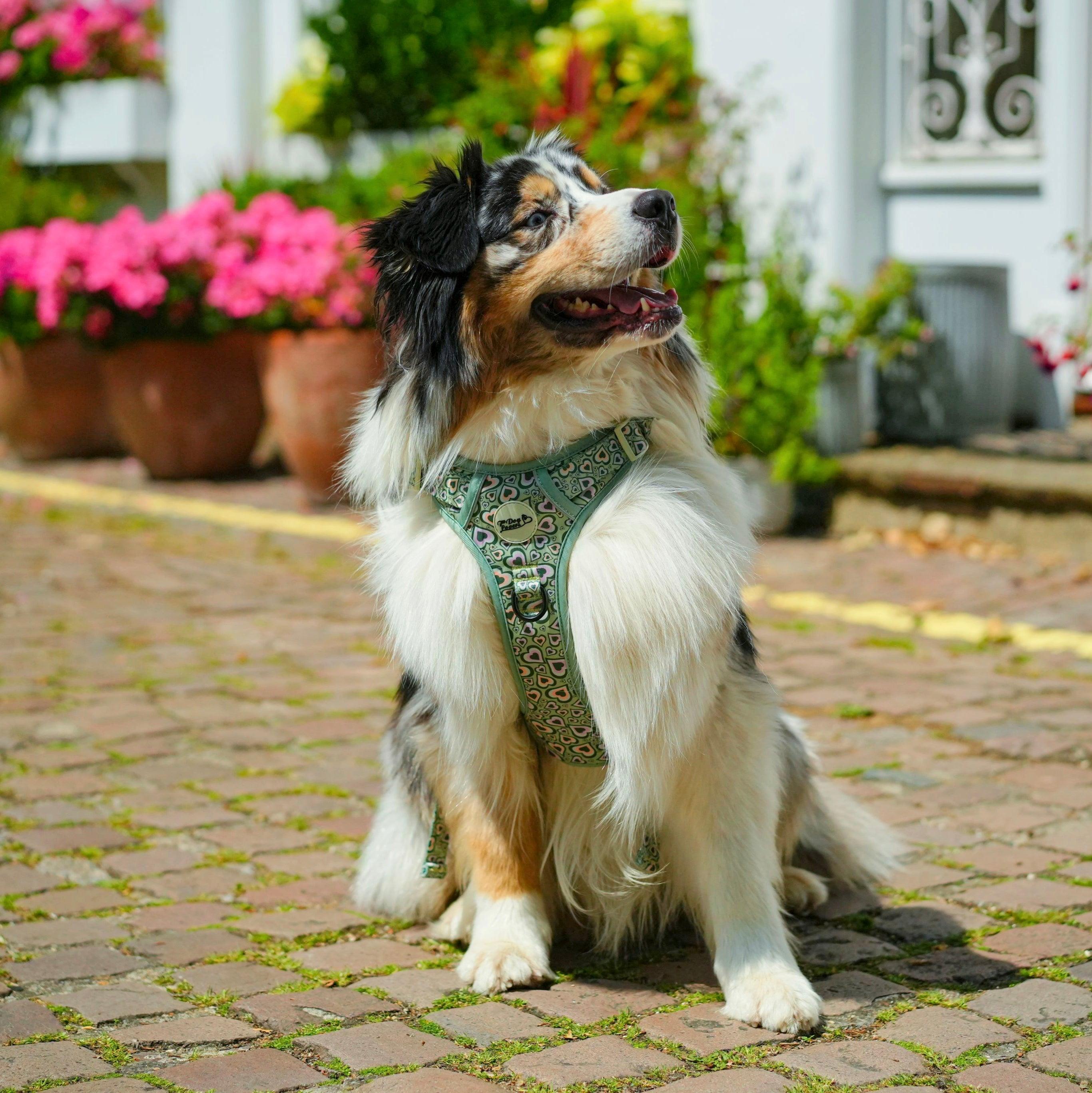 Urban Rover™ Dog Harness - Heartbreaker