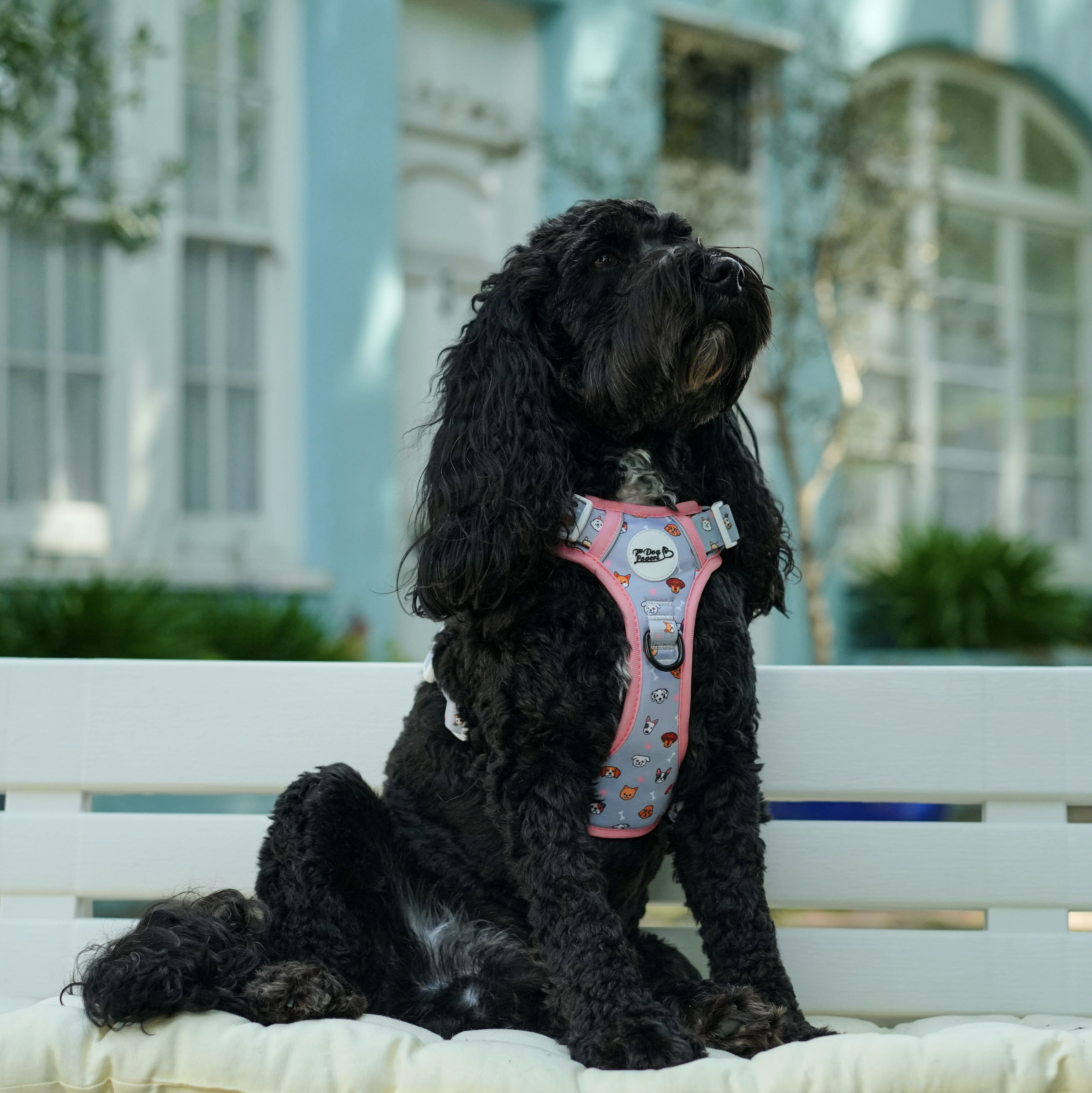 Urban Rover™ Dog Harness - Oh My Pup Limited Edition