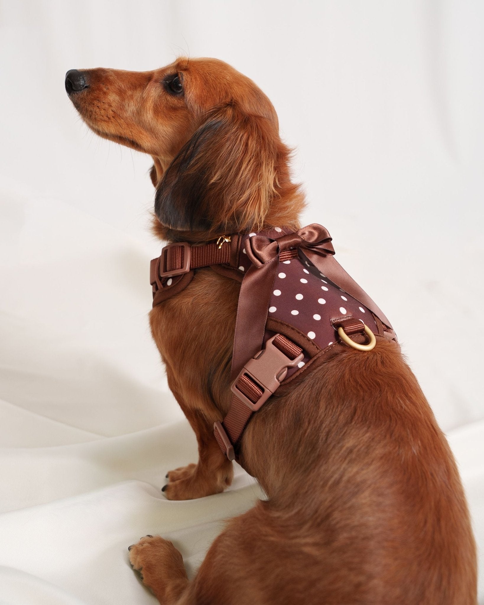 Wander! Bow Harness 2.0 - Cocoa Polka