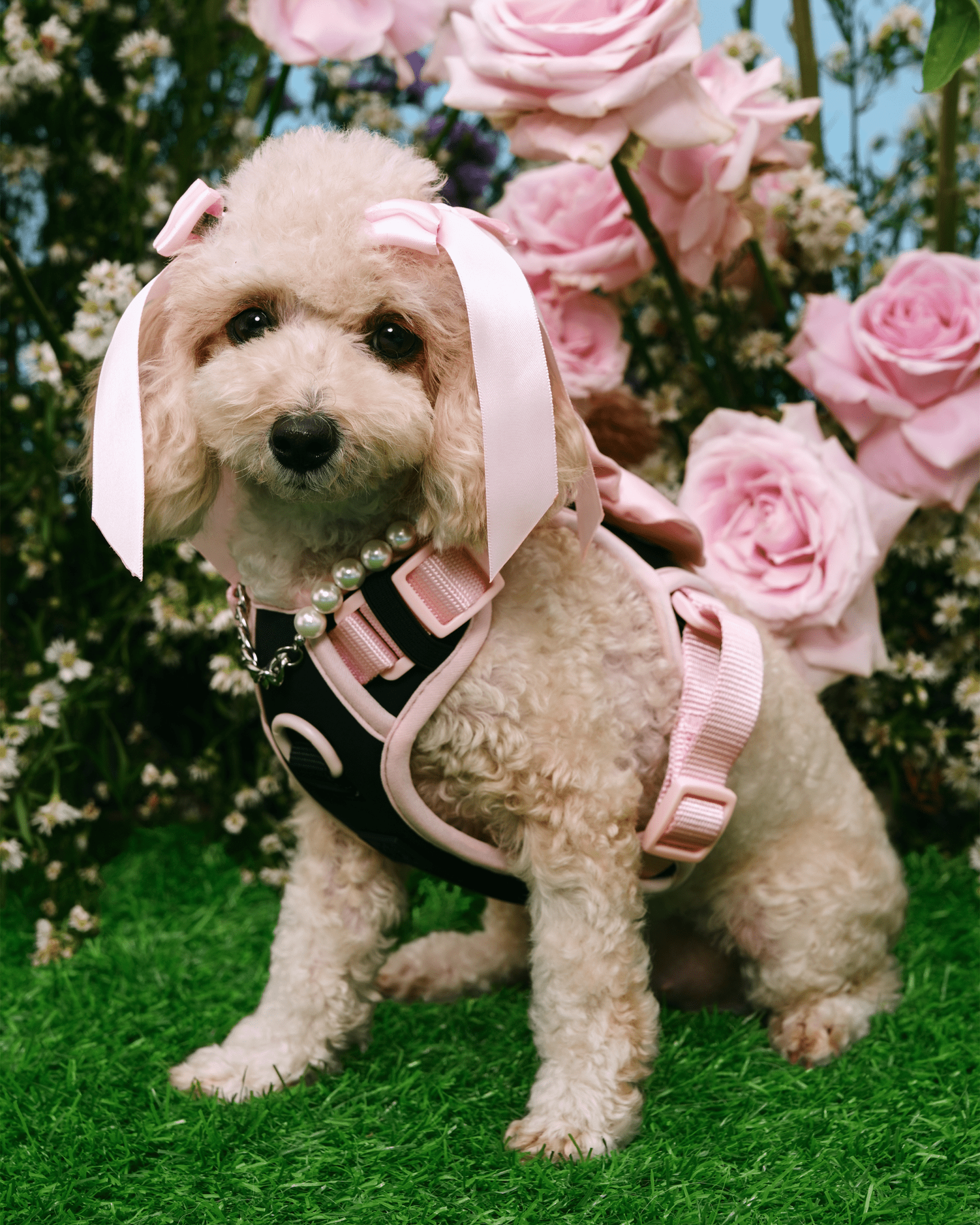 Wander! Bow Harness Ballerina