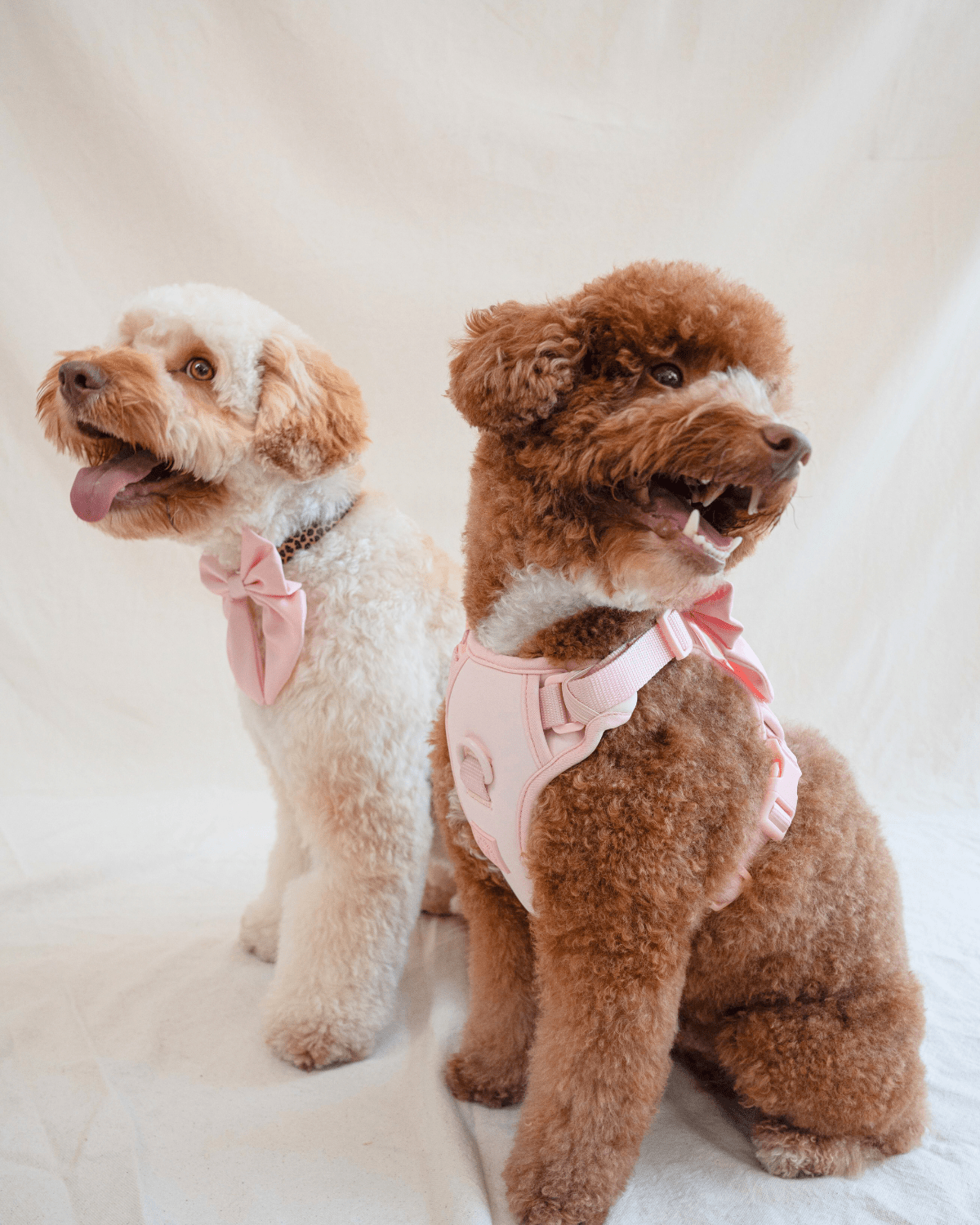 Wander! Bow Harness Blossom