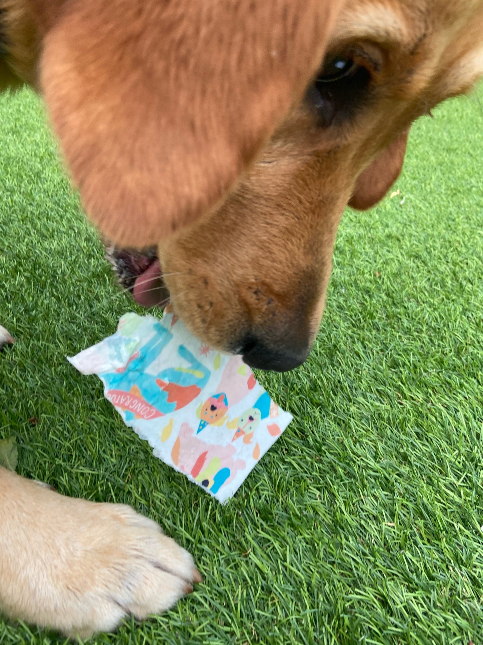 Happy Birthday Flowers Edible Card for Dogs