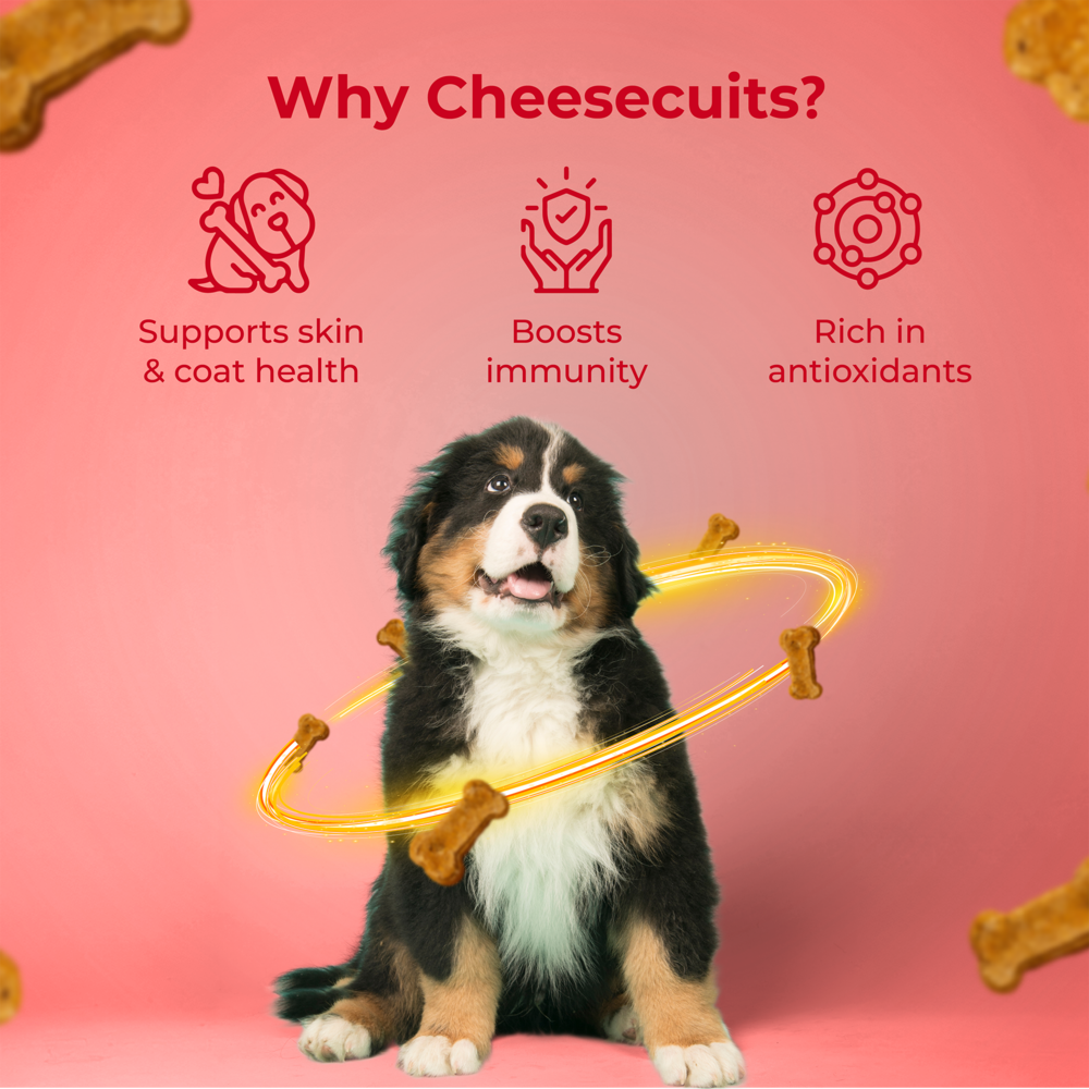 Pawfect Cheesecuits | Cheese biscuits with Apple, Eggs and Cinnamon for dogs| All-natural training treats | High protein reward treats | Grain-free| Hypoallergenic (100g/3.53oz)