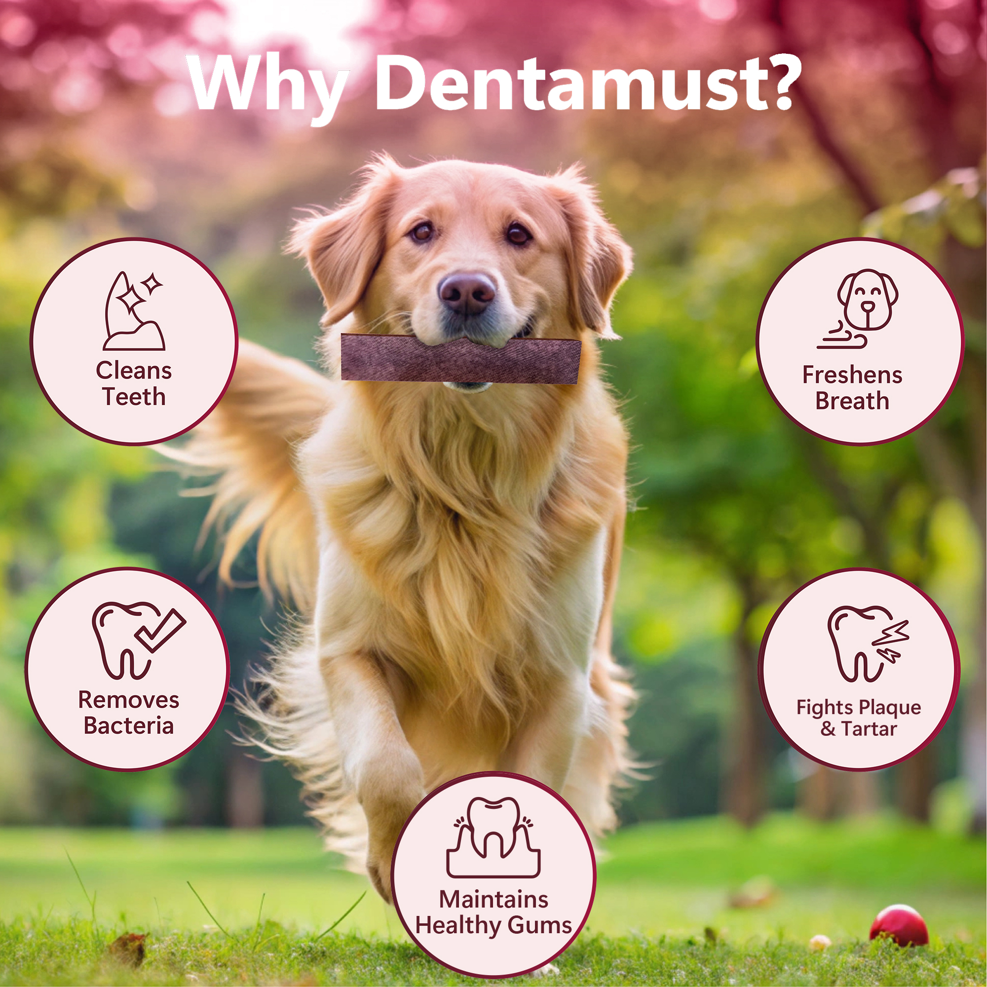 Pawfect Dentamust Himalayan Cheese Chew with Cranberry & Pomegranate for Dogs|Long lasting dental chews with Superfoods| All Natural, High protein|Grain-free | Pack of 1 for Medium Dogs (70g/2.47oz)