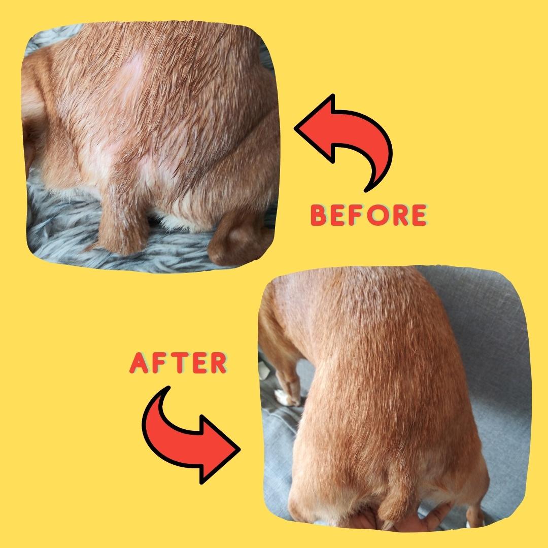 Pet Skin, Nose, and Paw Balm for Dogs, Cats, and Horses