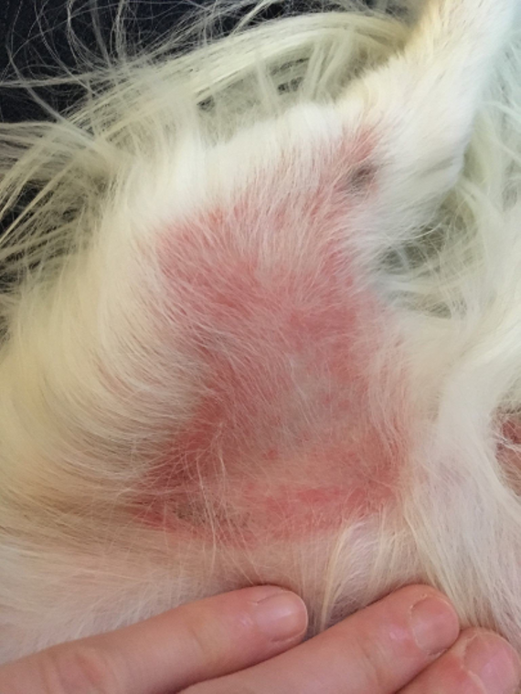 Plant-based Paw Soak for Dogs and Cats