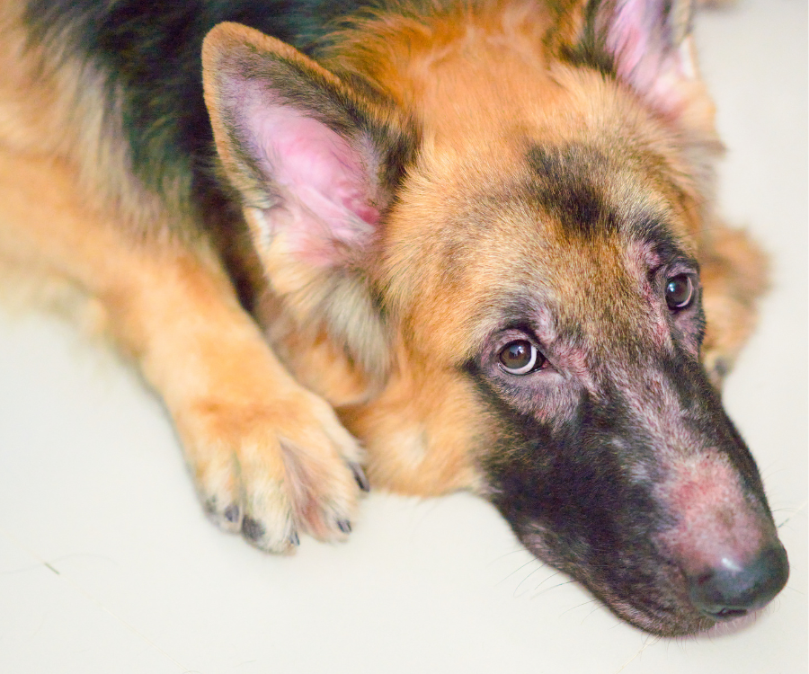Soothing Pet Balm for Skin, Nose, and Paws, All-purpose balm with an easy-to-use twist-up tube