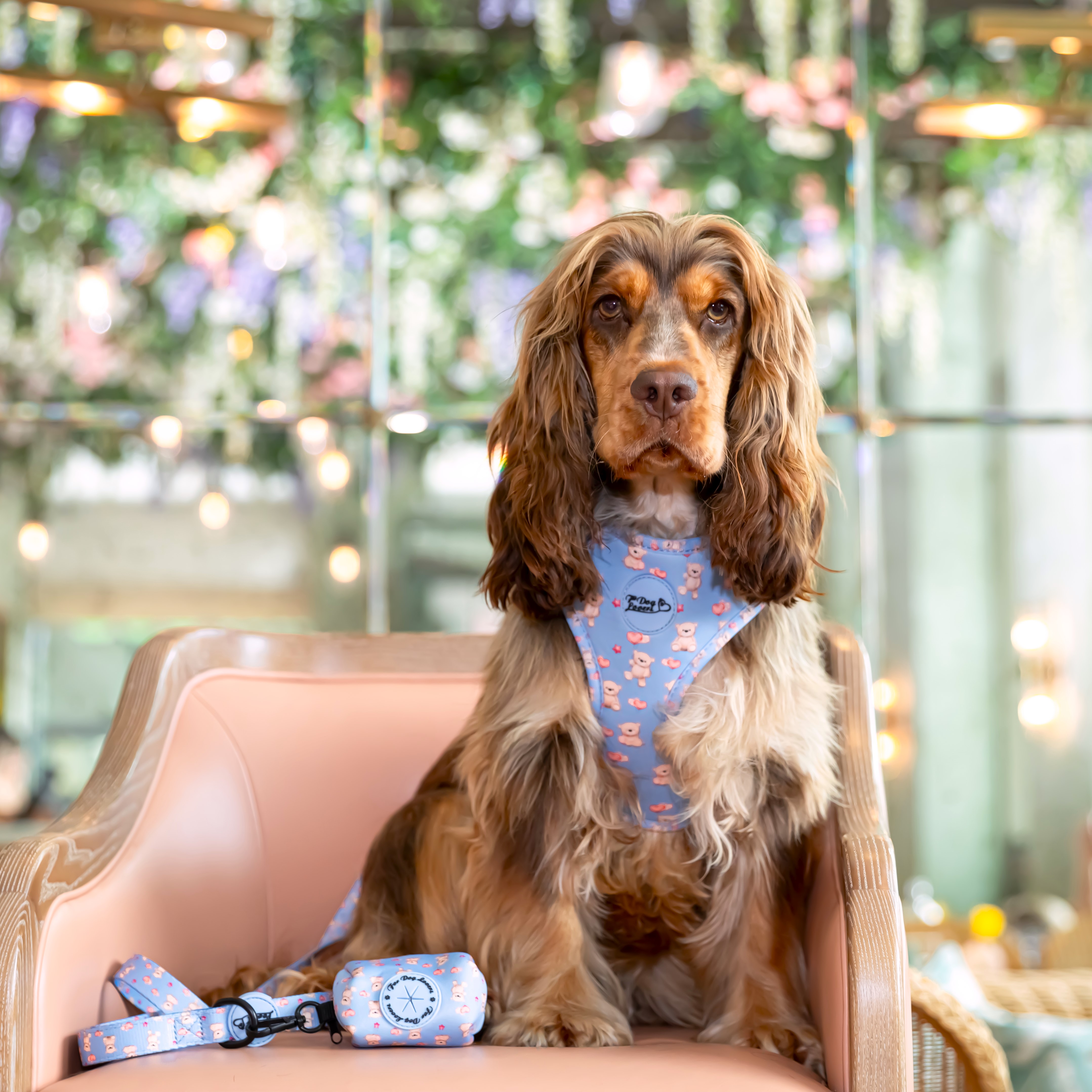 Adjustable Dog Harness Everybody Needs A Teddy Bear