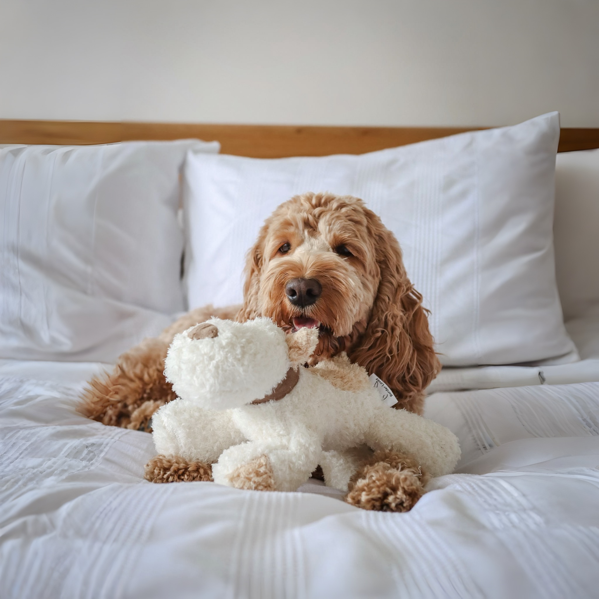 Bingley Dog Toy