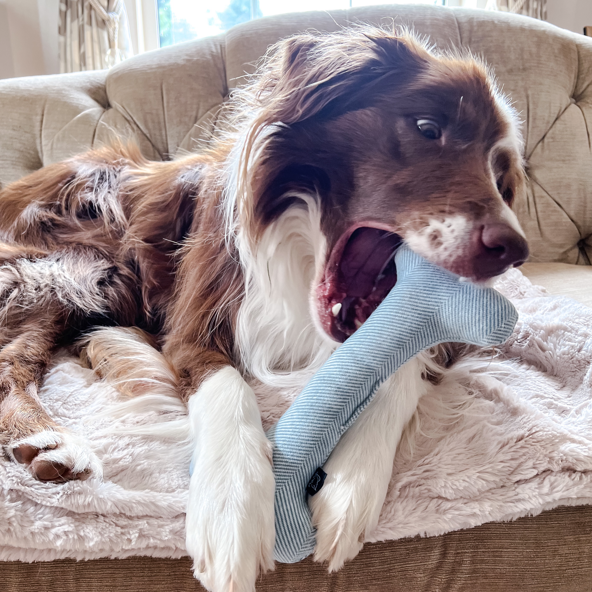 Blue Wool Bone Dog Toy - No Squeak