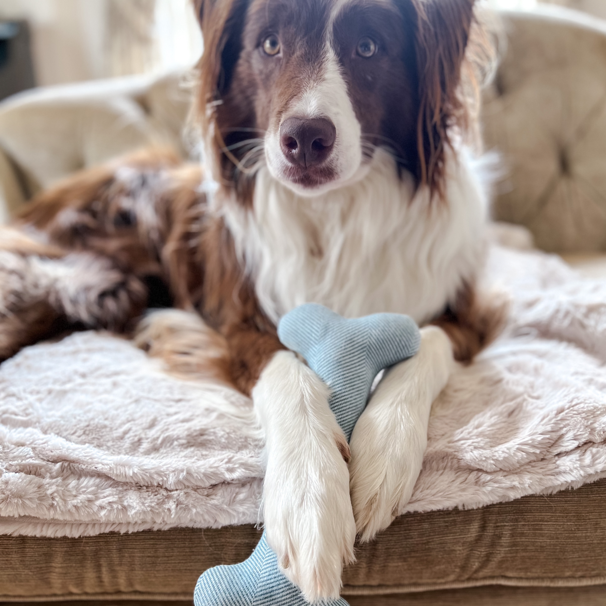 Blue Wool Bone Dog Toy - No Squeak