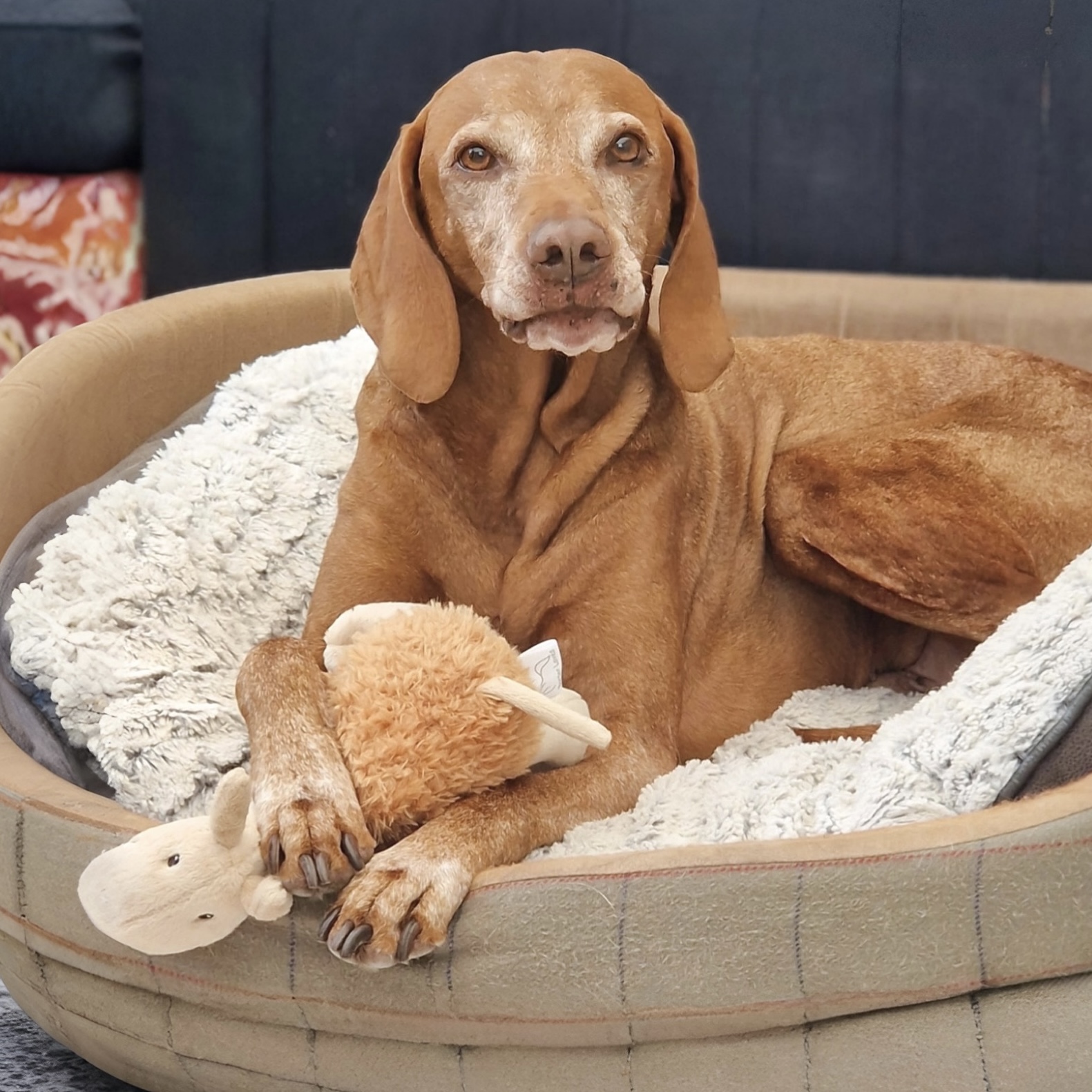 Cyril Camel Dog Toy
