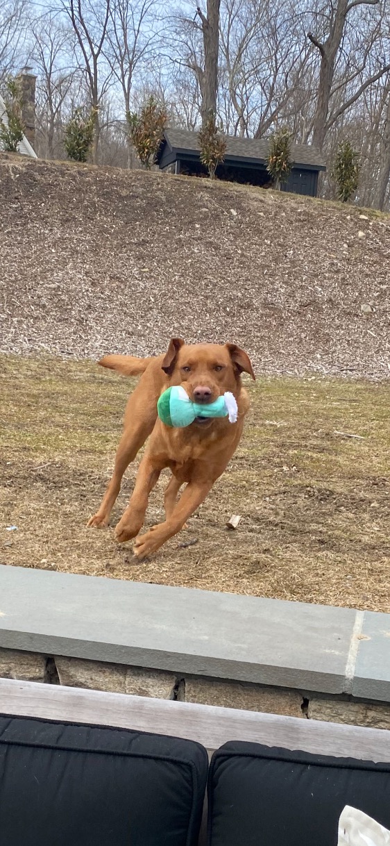 Dog Toy Bong - Mary and Janie