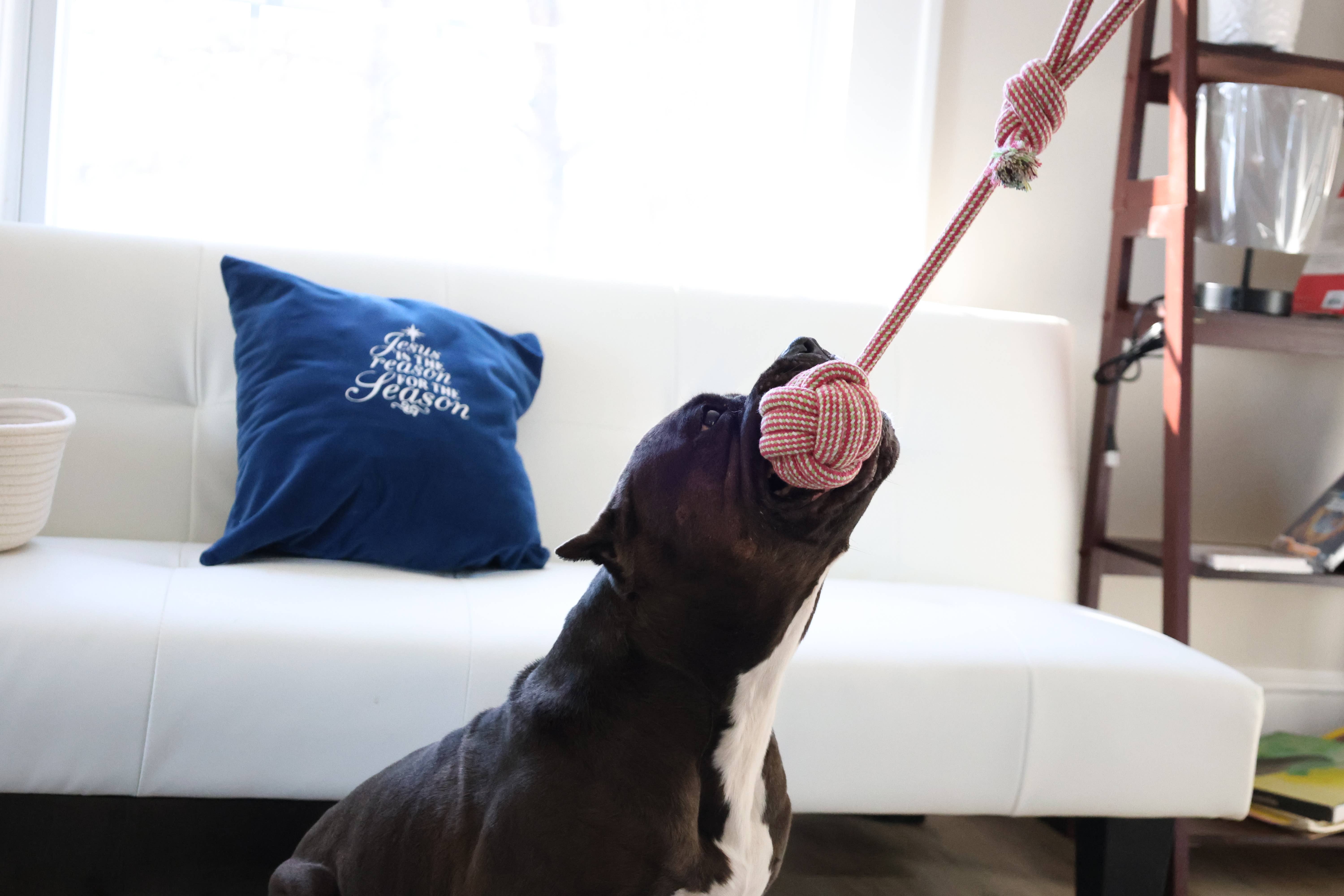 Eco-friendly Rope Toy 5 Set For Middle And Big Dog